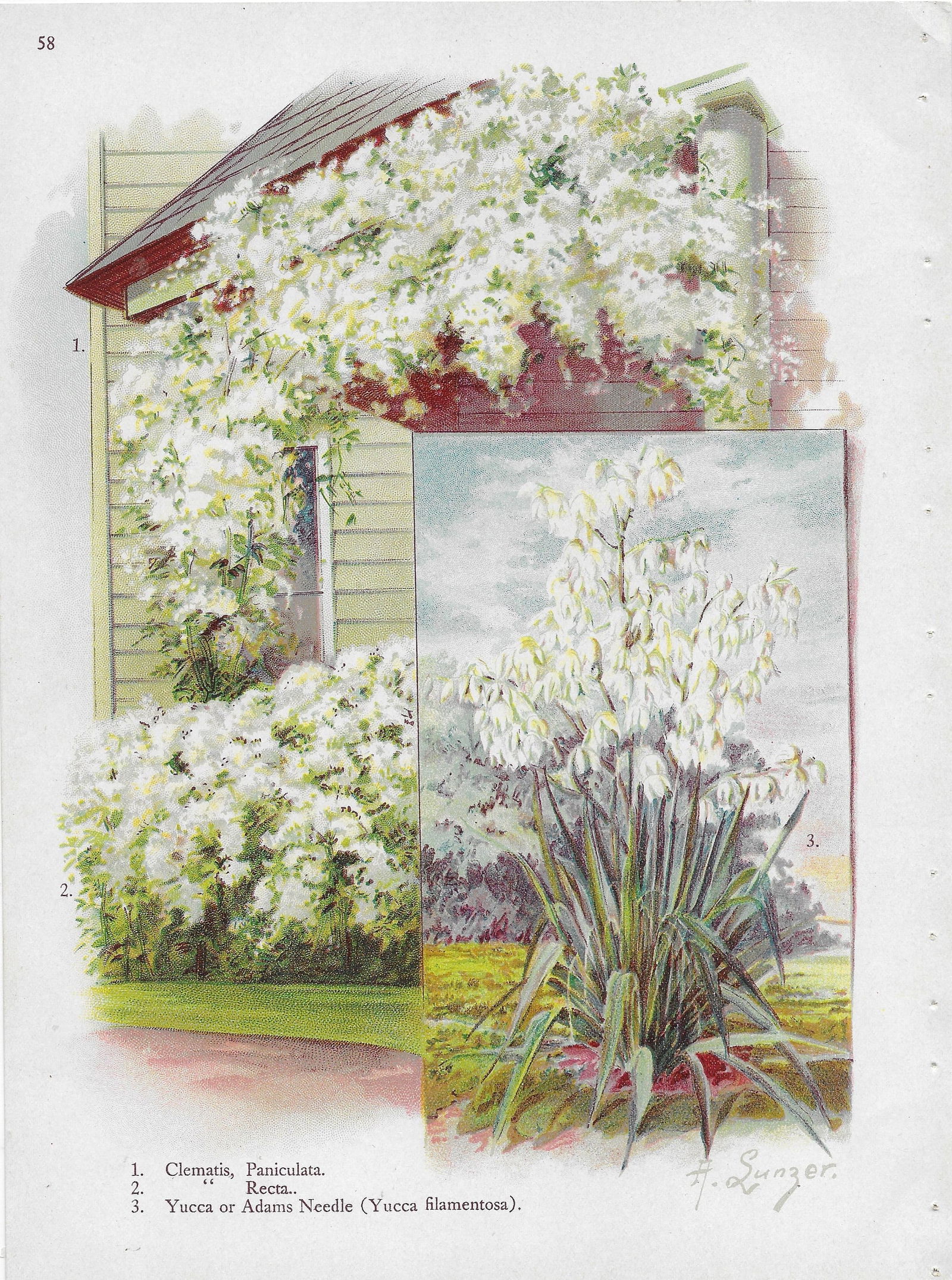 Clematis, Yucca - antique landscaping print: Lot Title: Clematis, Yucca - antique landscaping print Author/Artist: Alois Lunzer Date: c1900 Source: First National Nurseries sales catalog Size/Format: 9.75 x 7.25 inches Process: Chromolithograph