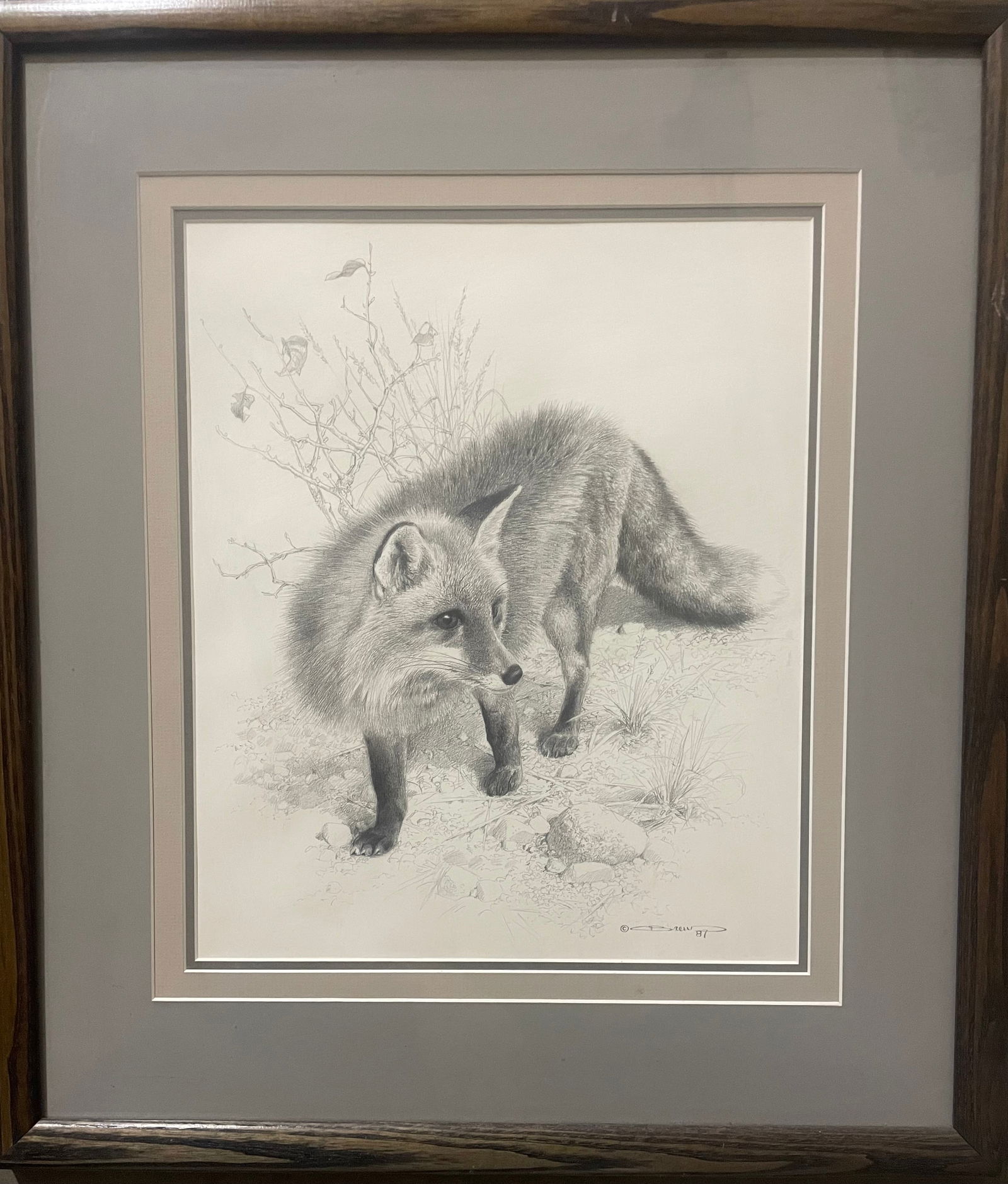 pencil sketch of little fox: Artist: C. Brew Title:pencil sketch of little fox Description: Pencil sketch of fox, drawn in a realistic style (realism). This sketch captures the spontaneity of the animal's nature. Date/Period:1987