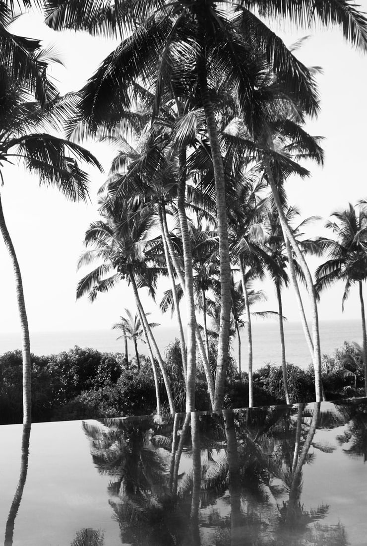 Palms Reflected Oversize Signed Limited Edition: 2023 (printed later) - 3