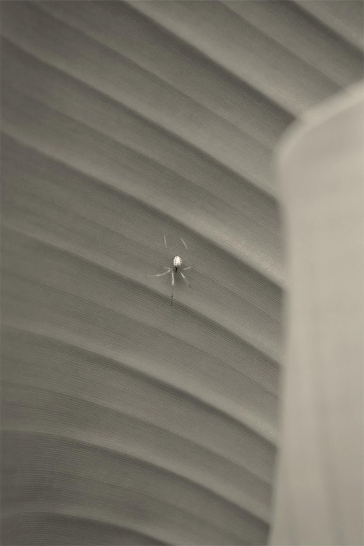 Still Life - Oversize Signed Limited Edition: 2023 (printed later) - 2