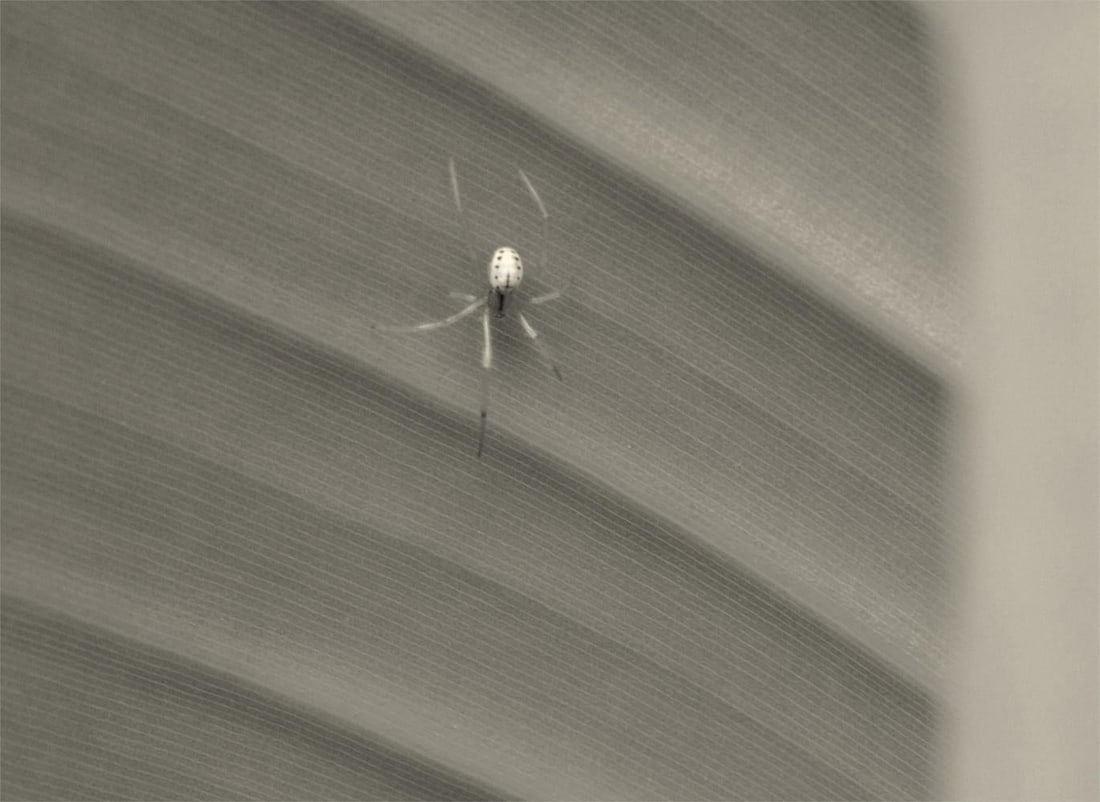 Still Life - Oversize Signed Limited Edition: 2023 (printed later) - 3