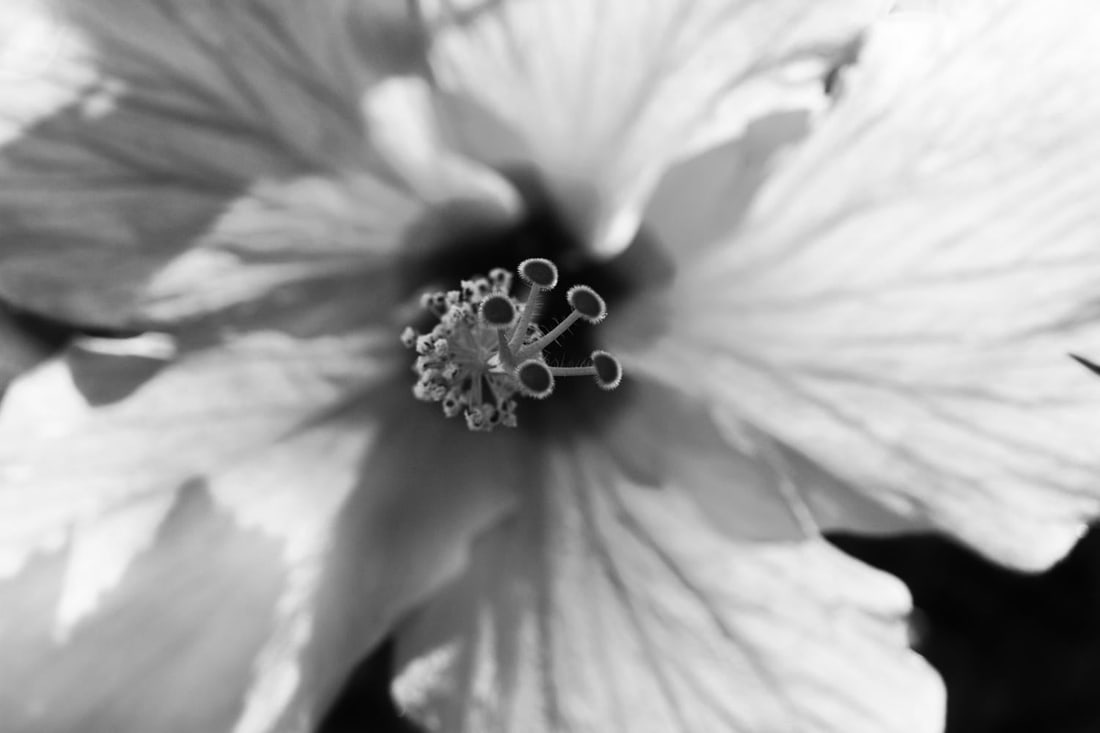 White Flower Giant Oversize Signed Limited Edition Print: 2014 (printed later) - 2