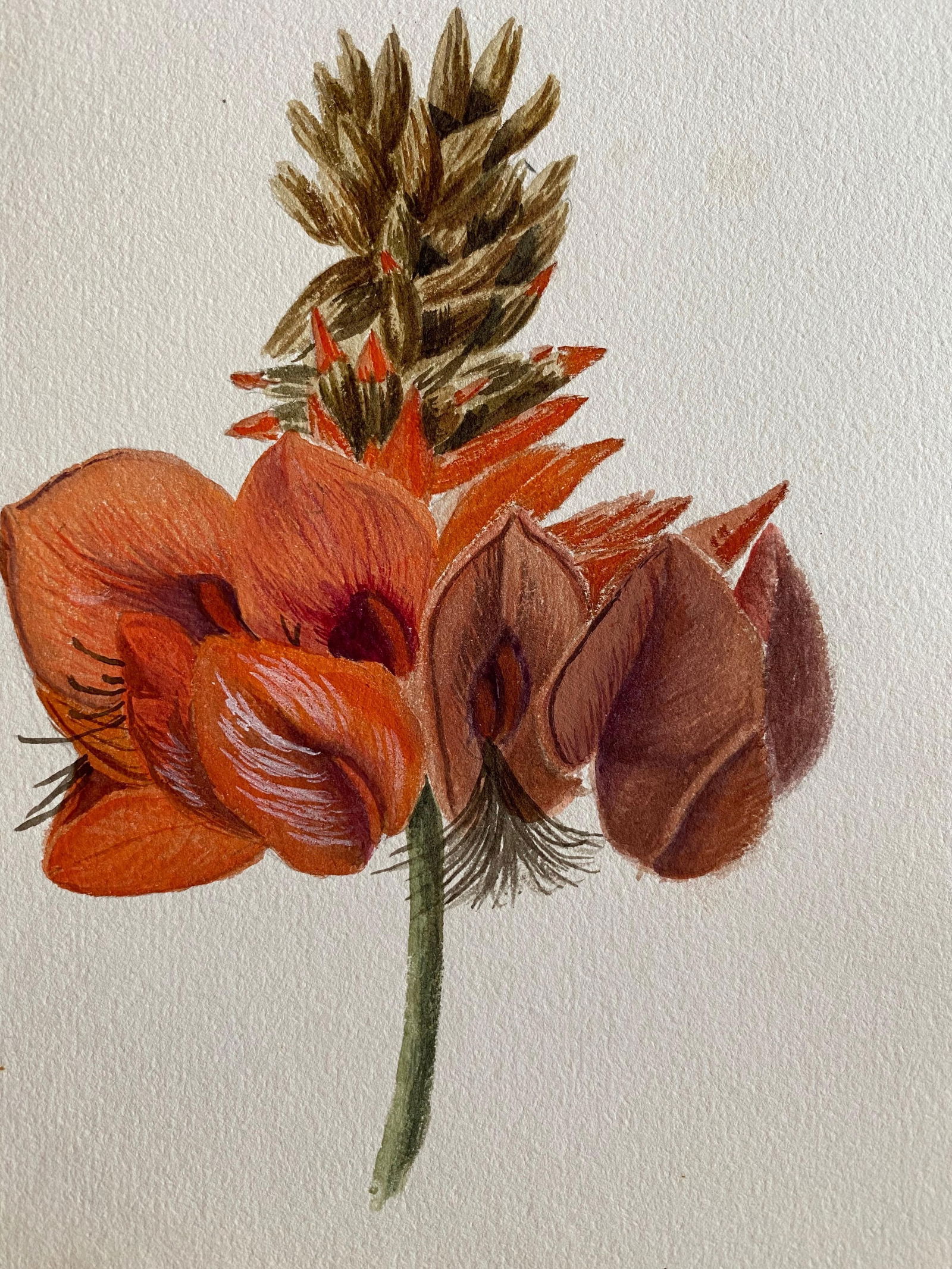 Fine Antique British Botannical Watercolour Painting, circa 1900's, circa 1900s - 14