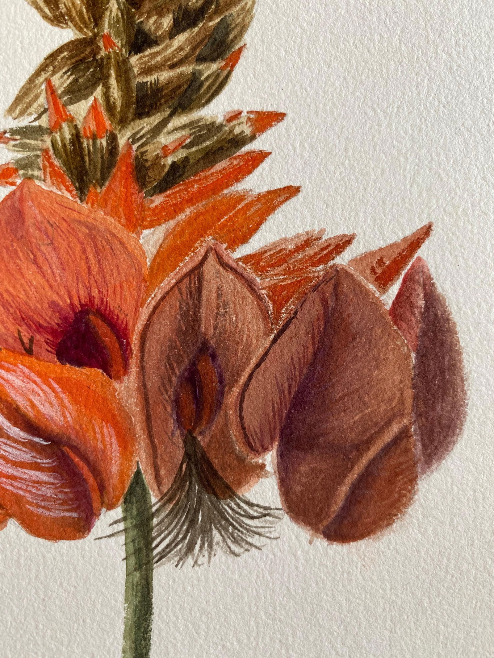 Fine Antique British Botannical Watercolour Painting, circa 1900's, circa 1900s - 17