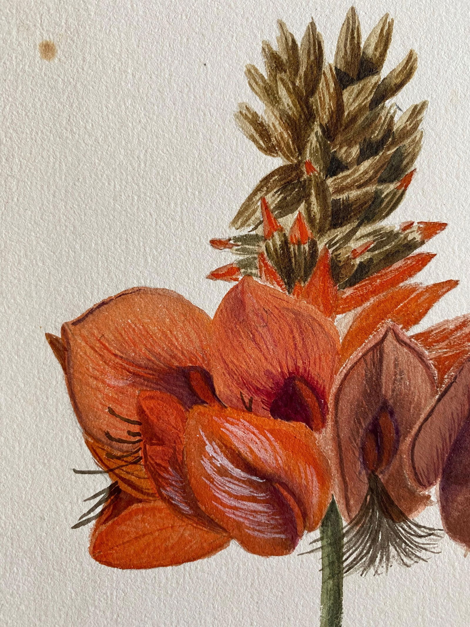 Fine Antique British Botannical Watercolour Painting, circa 1900's, circa 1900s - 3