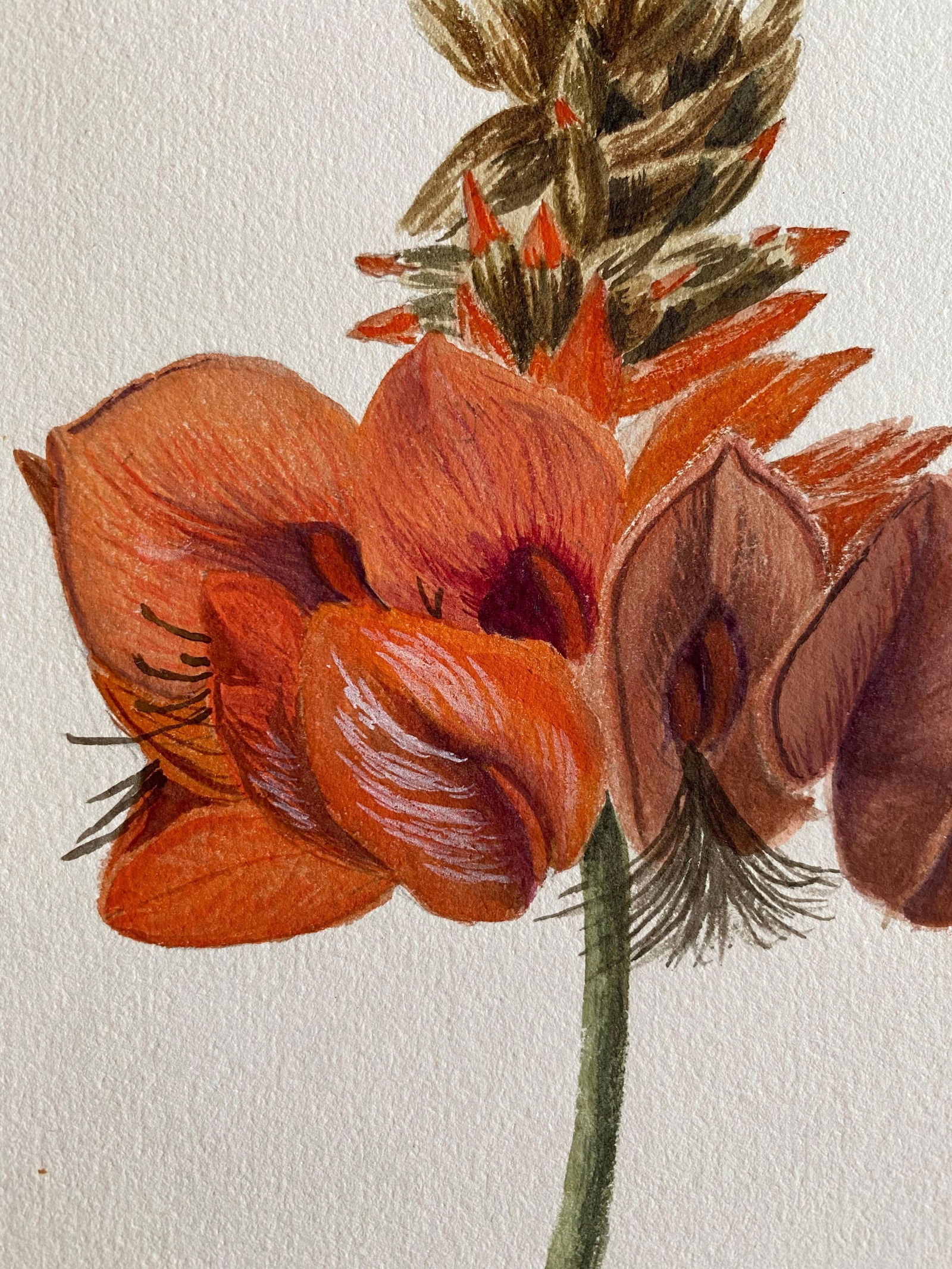 Fine Antique British Botannical Watercolour Painting, circa 1900's, circa 1900s - 4