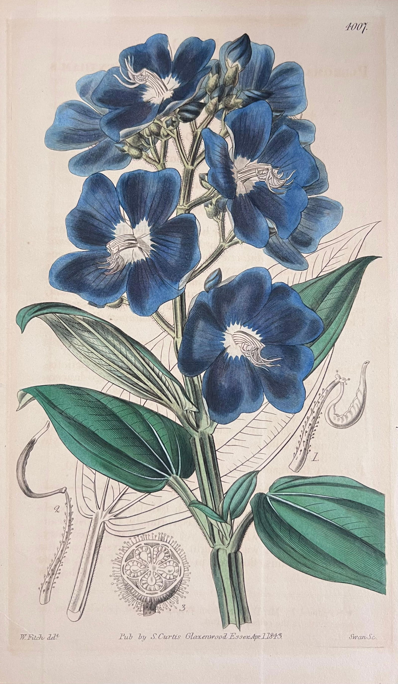 Set of Six Fine Antique British Hand Coloured Botanical Prints, circa 1900's, Early Mid 19th Century - 10