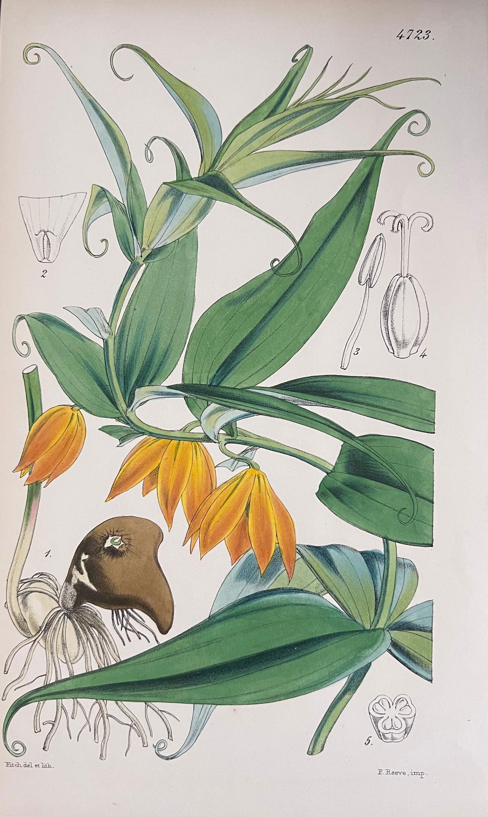 Set of Six Fine Antique British Hand Coloured Botanical Prints, circa 1900's, Early Mid 19th Century - 11