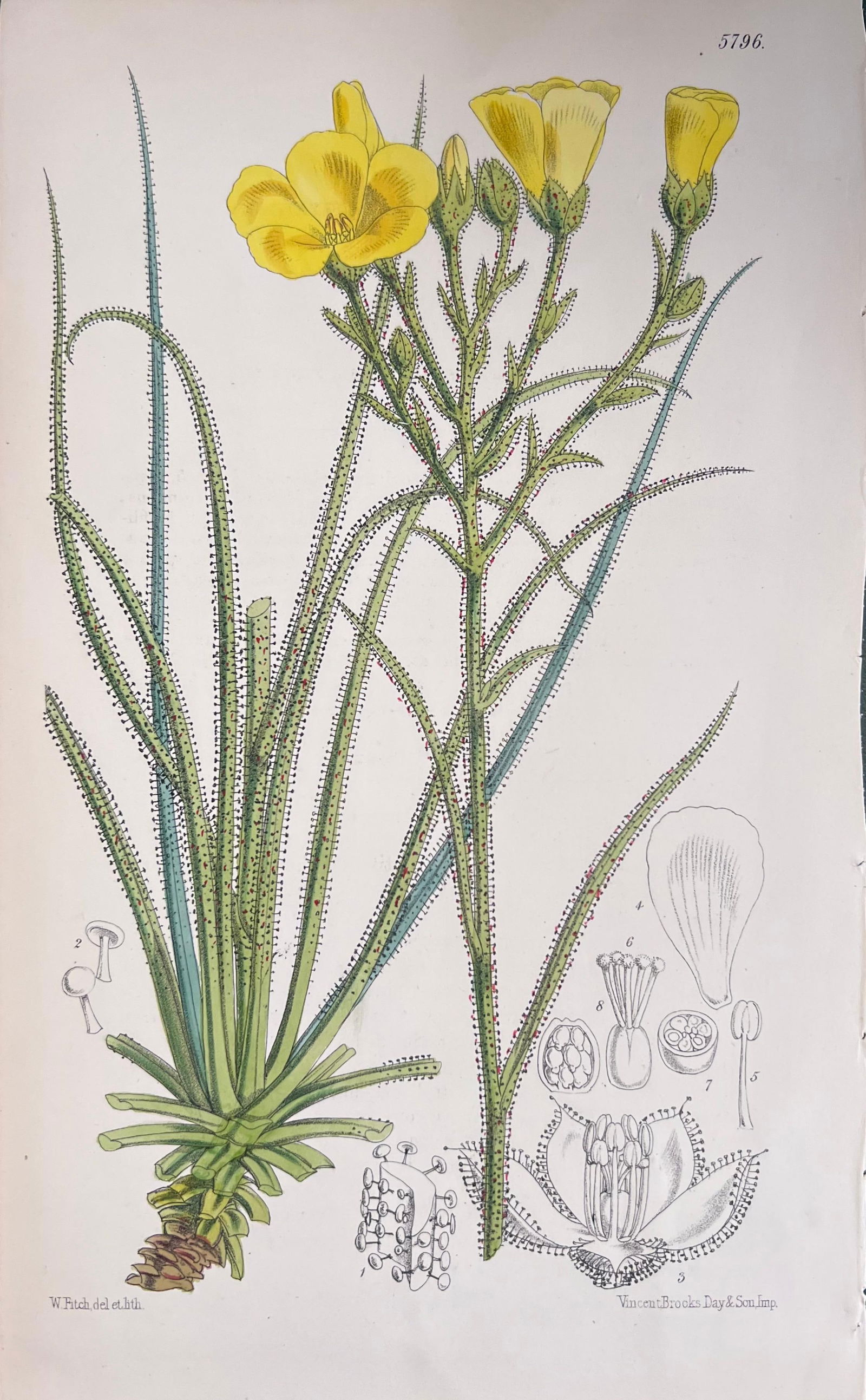 Set of Six Fine Antique British Hand Coloured Botanical Prints, circa 1900's, Early Mid 19th Century - 19