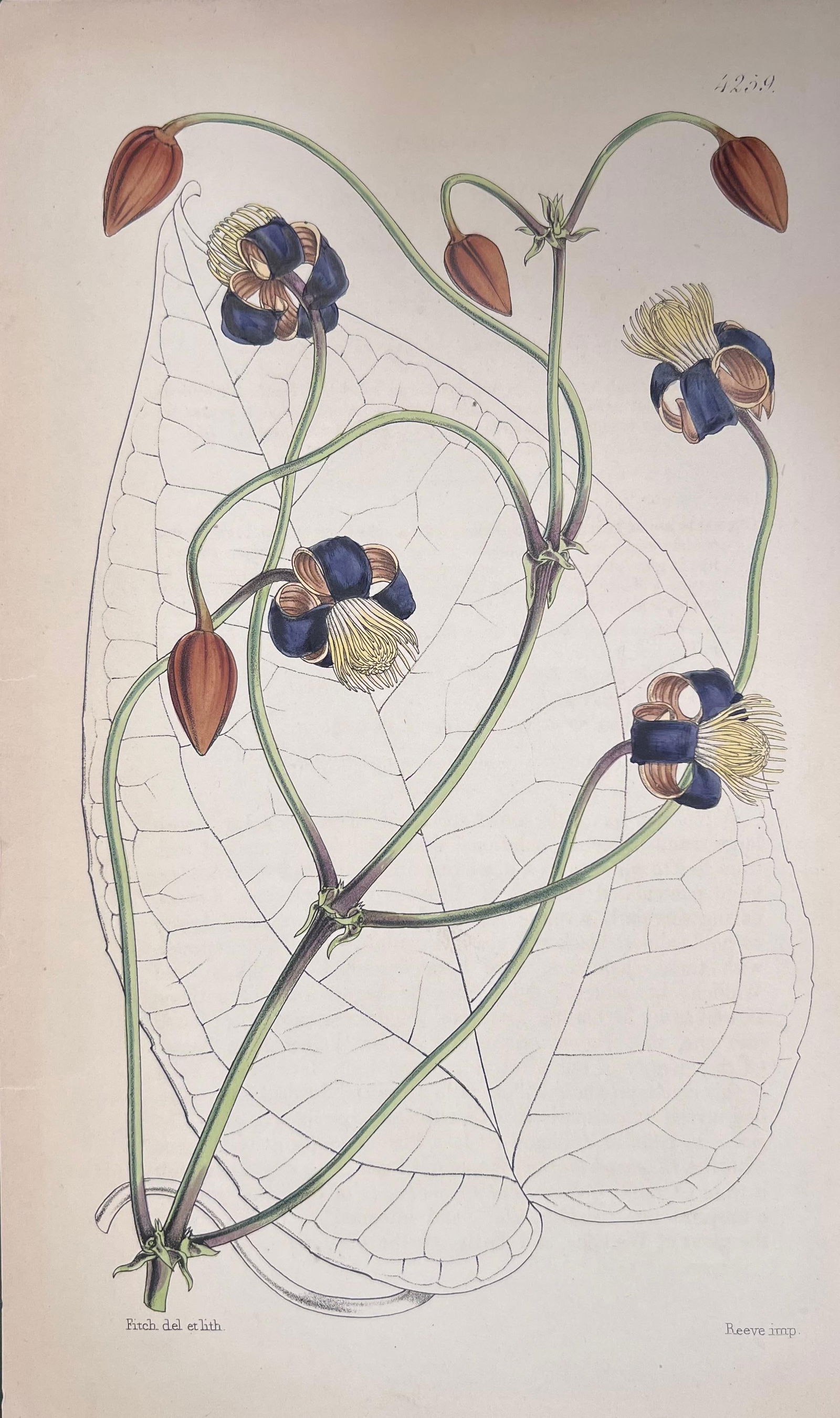 Set of Six Fine Antique British Hand Coloured Botanical Prints, circa 1900's, Early Mid 19th Century - 6