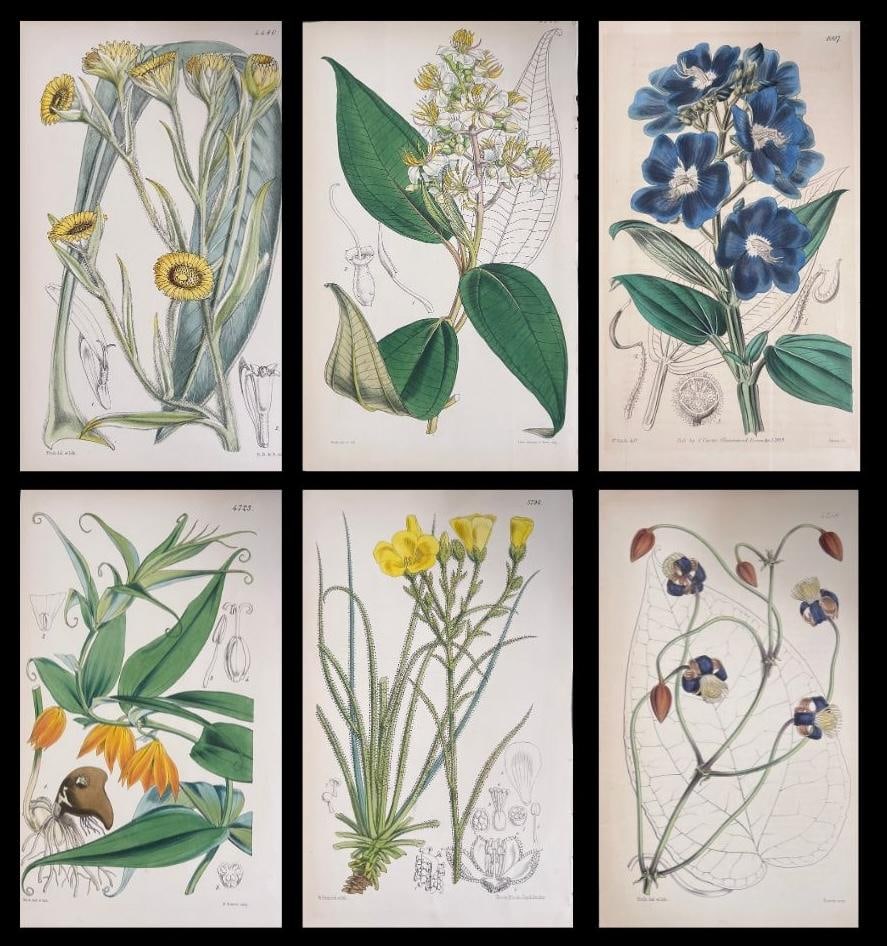 Set of Six Fine Antique British Hand Coloured Botanical Prints, circa 1900's, Early Mid 19th Century - 7