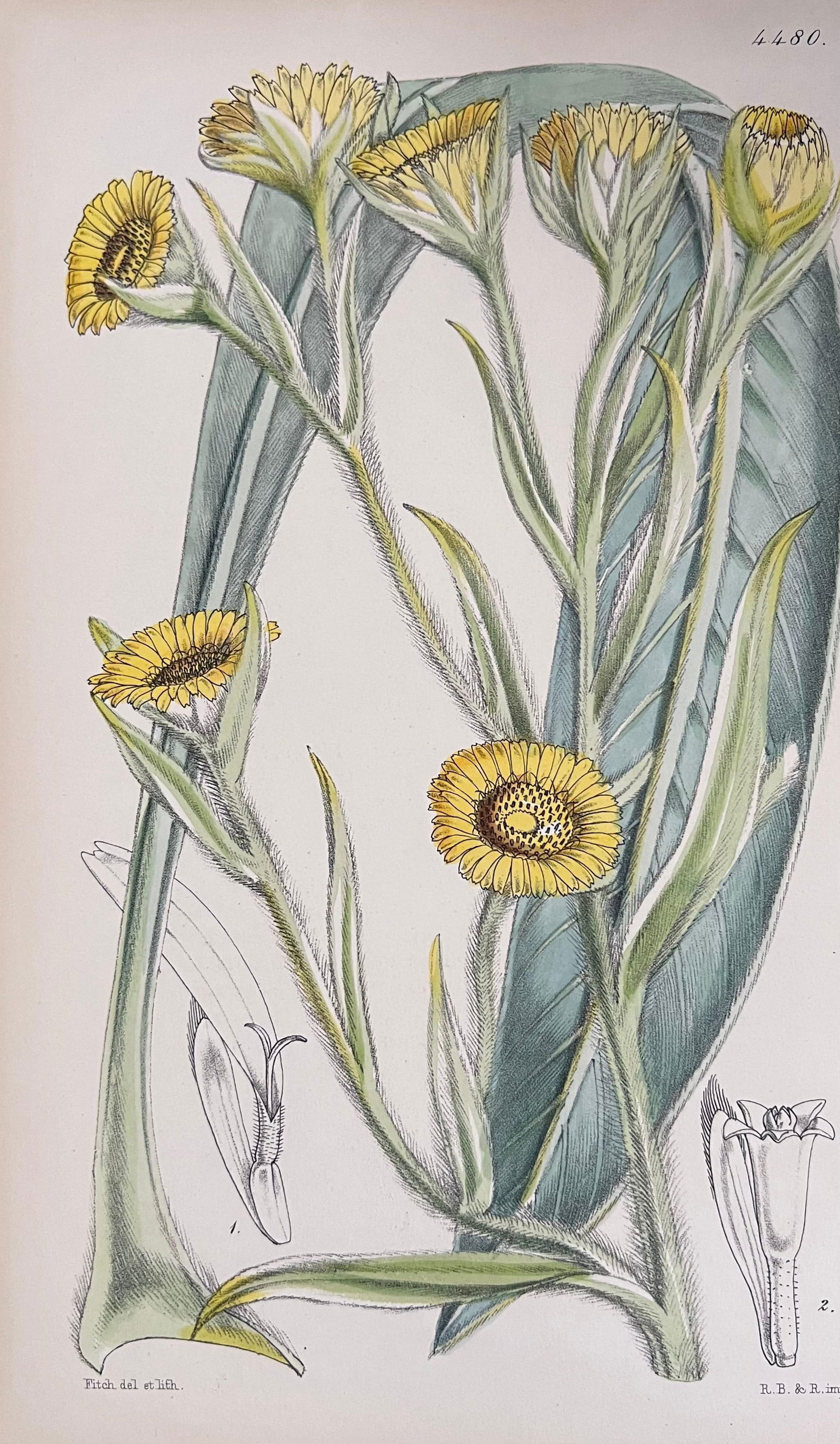 Set of Six Fine Antique British Hand Coloured Botanical Prints, circa 1900's, Early Mid 19th Century - 8