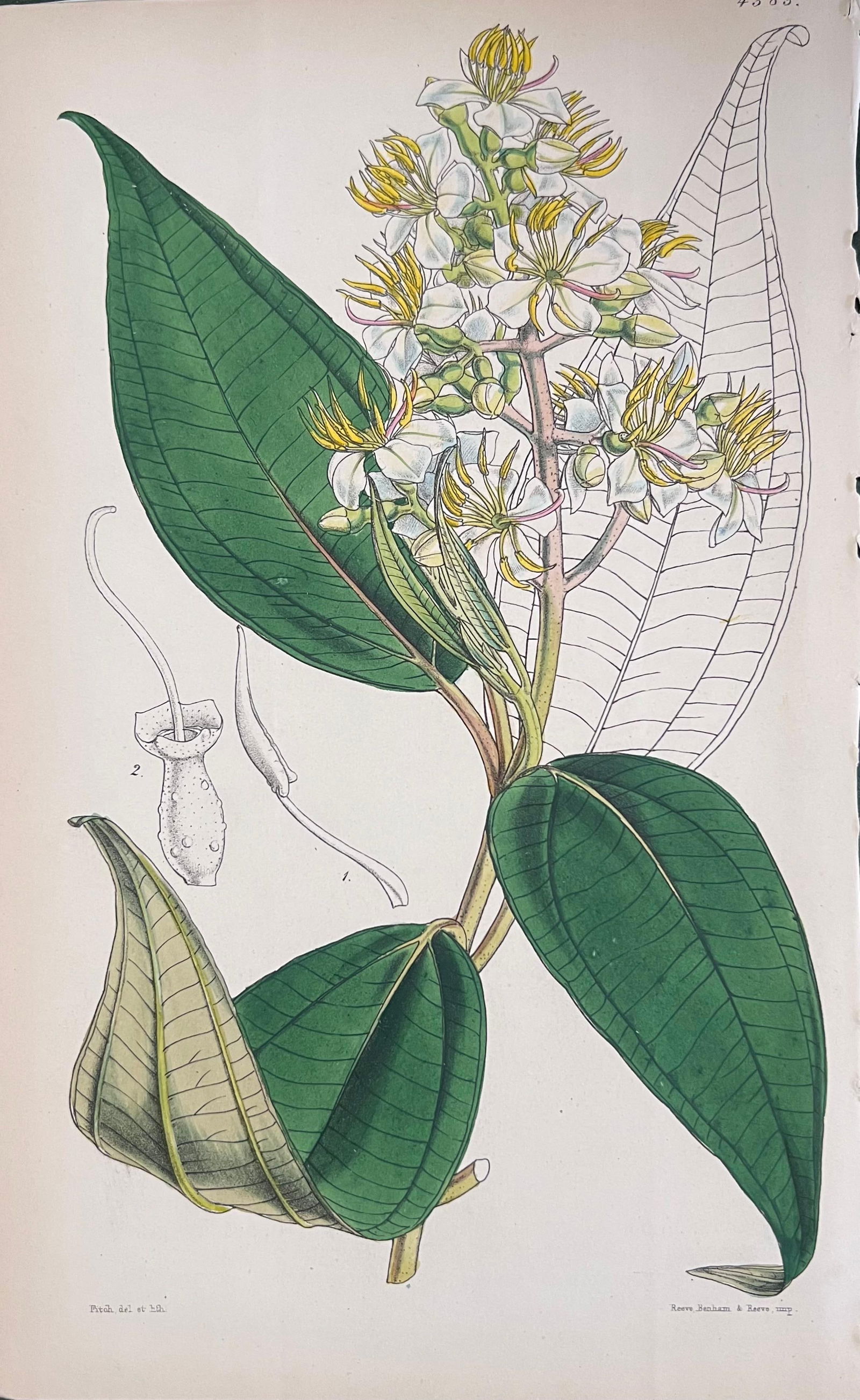 Set of Six Fine Antique British Hand Coloured Botanical Prints, circa 1900's, Early Mid 19th Century - 9