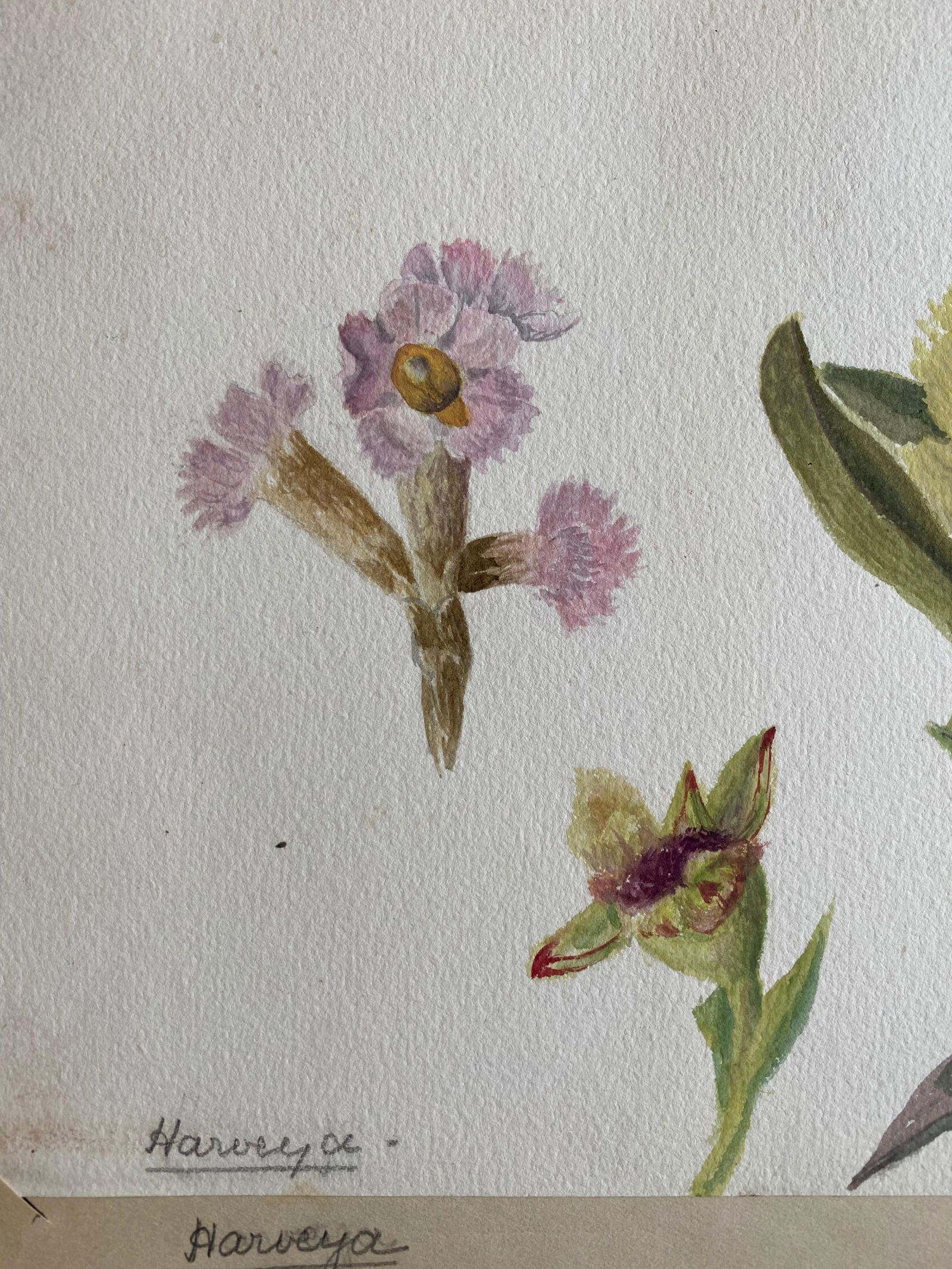 Set of Two Fine Antique British Botannical Watercolour Painting, circa 1900's, circa 1900s - 7