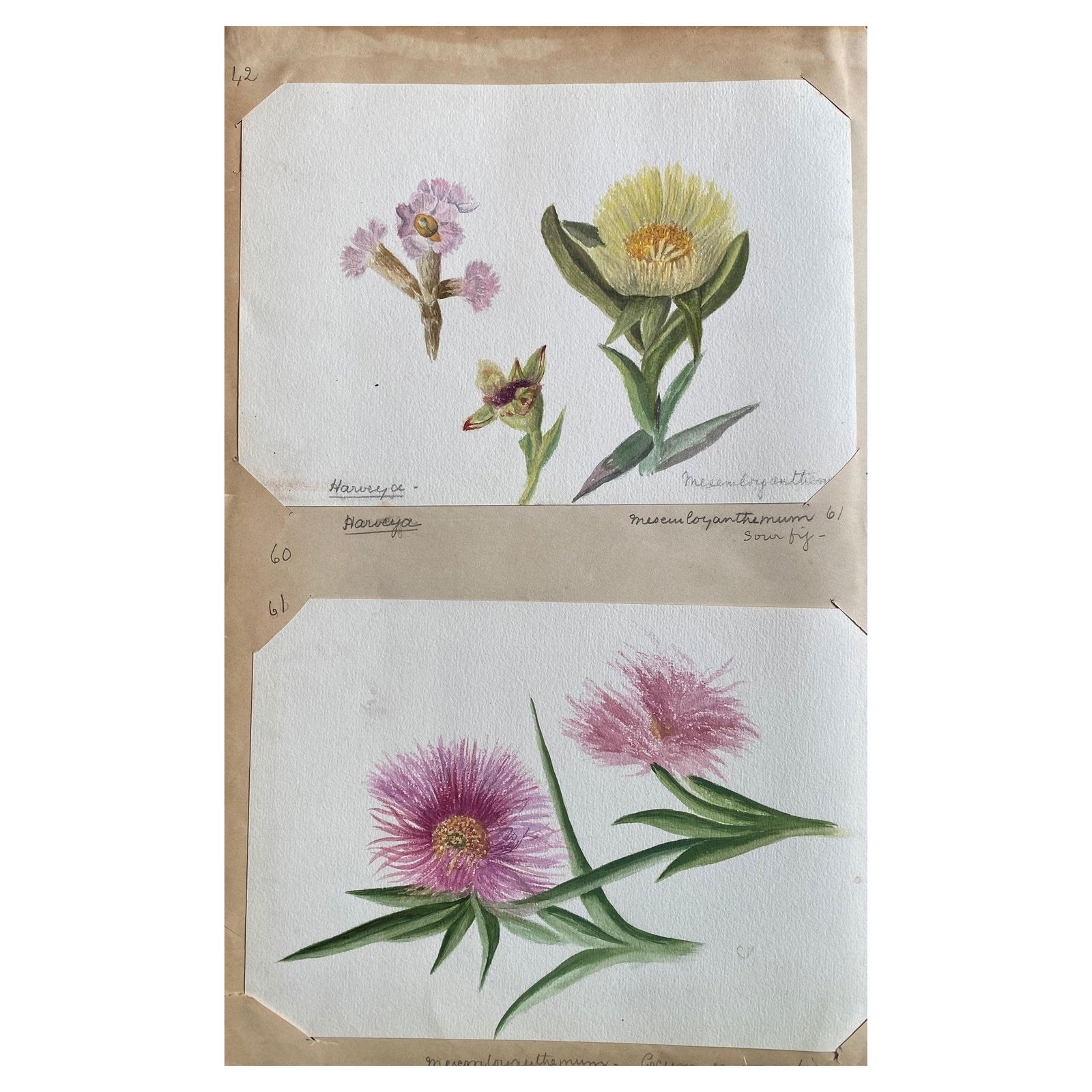 Set of Two Fine Antique British Botannical Watercolour Painting, circa 1900's, circa 1900s: Title: Set of Two Fine Antique British Botannical Watercolour Painting, circa 1900's, circa 1900s Description: Two very fine original antique English botanical watercolour paintings depicting this bea