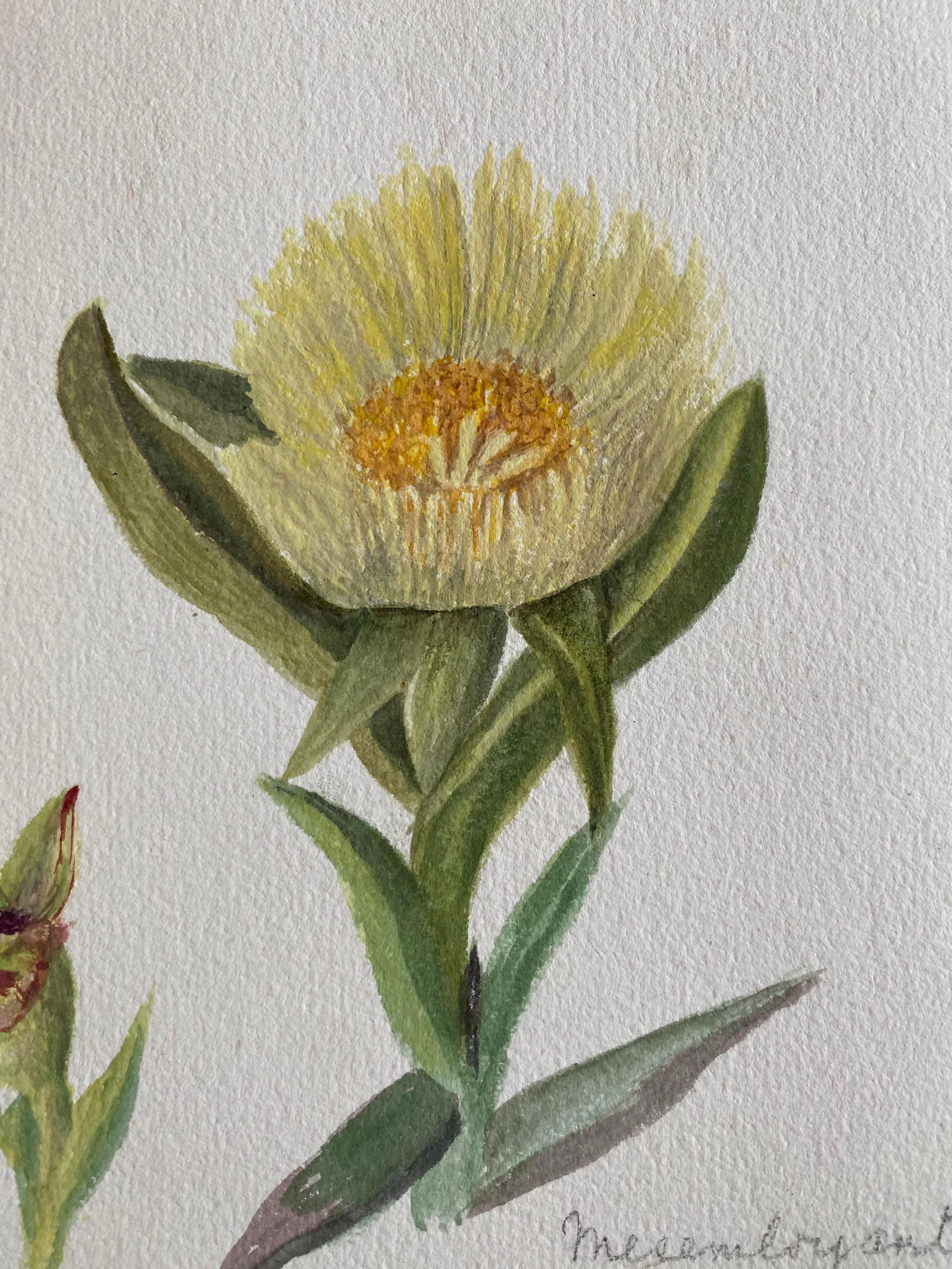 Set of Two Fine Antique British Botannical Watercolour Painting, circa 1900's, circa 1900s - 2