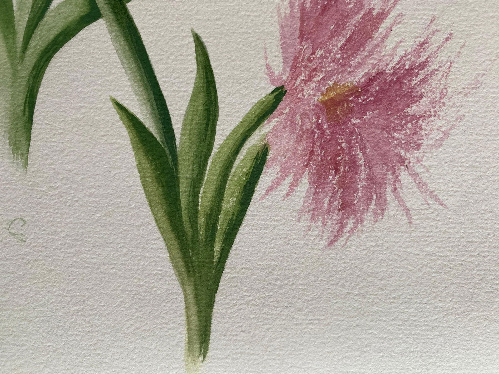 Set of Two Fine Antique British Botannical Watercolour Painting, circa 1900's, circa 1900s - 5