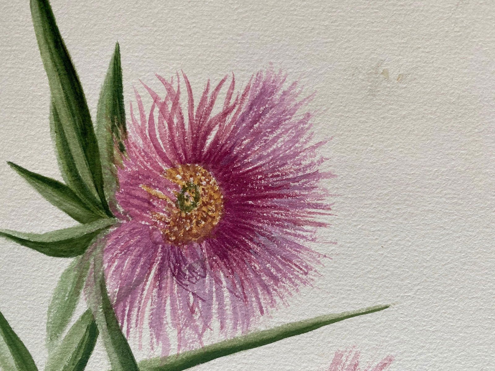 Set of Two Fine Antique British Botannical Watercolour Painting, circa 1900's, circa 1900s - 6