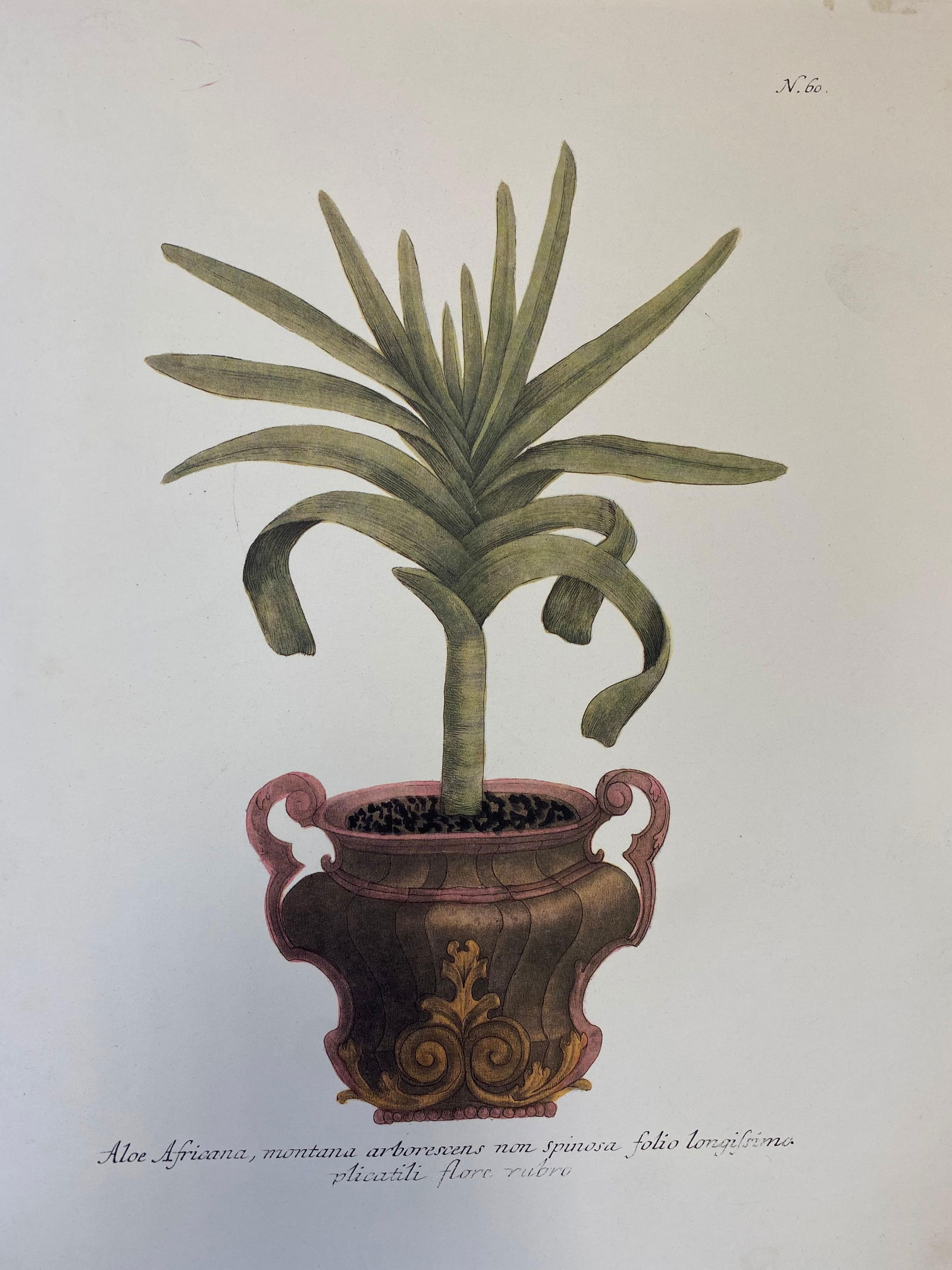 Set of Nine Botanical Floral Colored Prints, Ideal Gallery Wall Project, 20th Century - 7