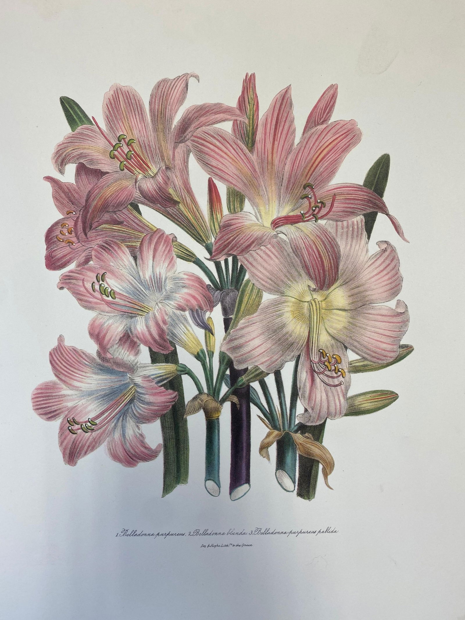 Set of Nine Botanical Floral Colored Prints, Ideal Gallery Wall Project, 20th Century - 8