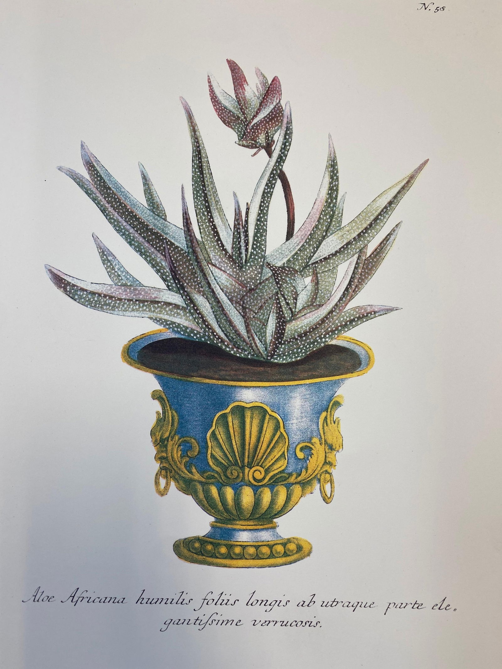 Set of Nine Botanical Floral Colored Prints, Ideal Gallery Wall Project, 20th Century - 10