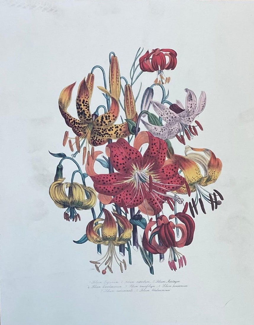 Set of Nine Botanical Floral Colored Prints, Ideal Gallery Wall Project, 20th Century - 3