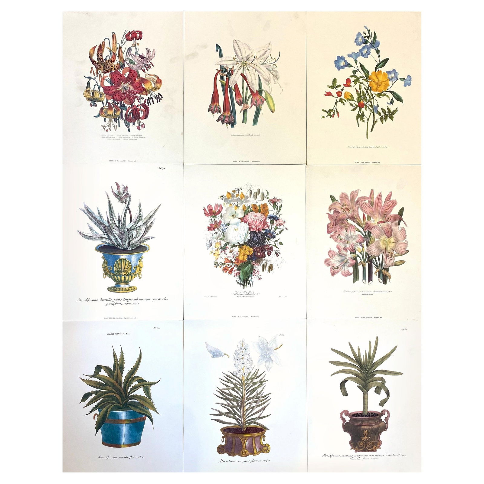 Set of Nine Botanical Floral Colored Prints, Ideal Gallery Wall Project, 20th Century - 4