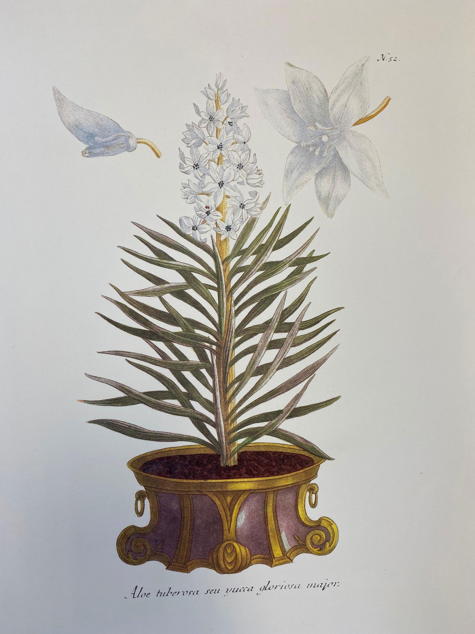 Set of Nine Botanical Floral Colored Prints, Ideal Gallery Wall Project, 20th Century - 6