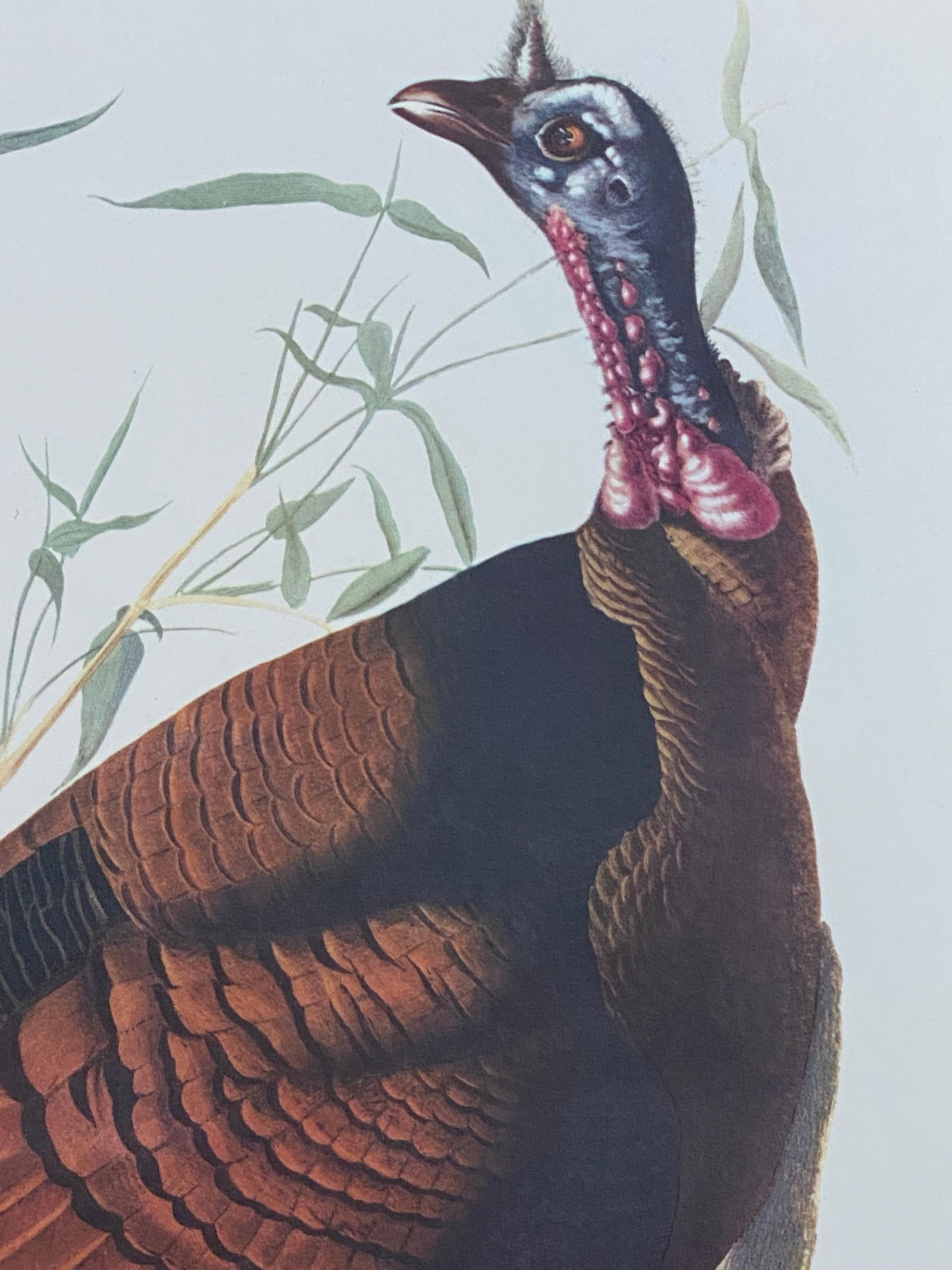 Large Classical Bird Color Print After John James Audubon, Wild Turkey, 20th Century - 10
