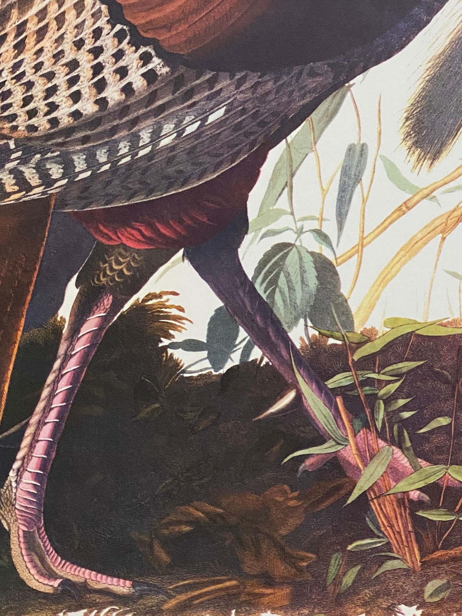 Large Classical Bird Color Print After John James Audubon, Wild Turkey, 20th Century - 12