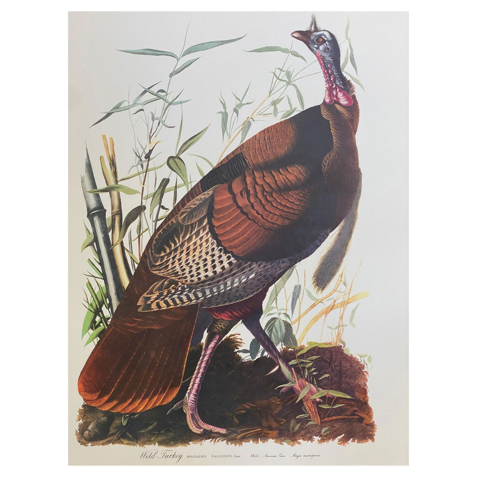 Large Classical Bird Color Print After John James Audubon, Wild Turkey, 20th Century (1 of 13)