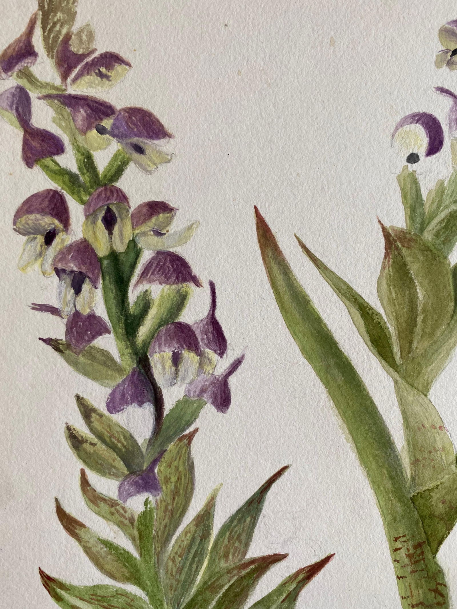 Fine Antique British Botannical Watercolour Painting, circa 1900's, circa 1900s - 7