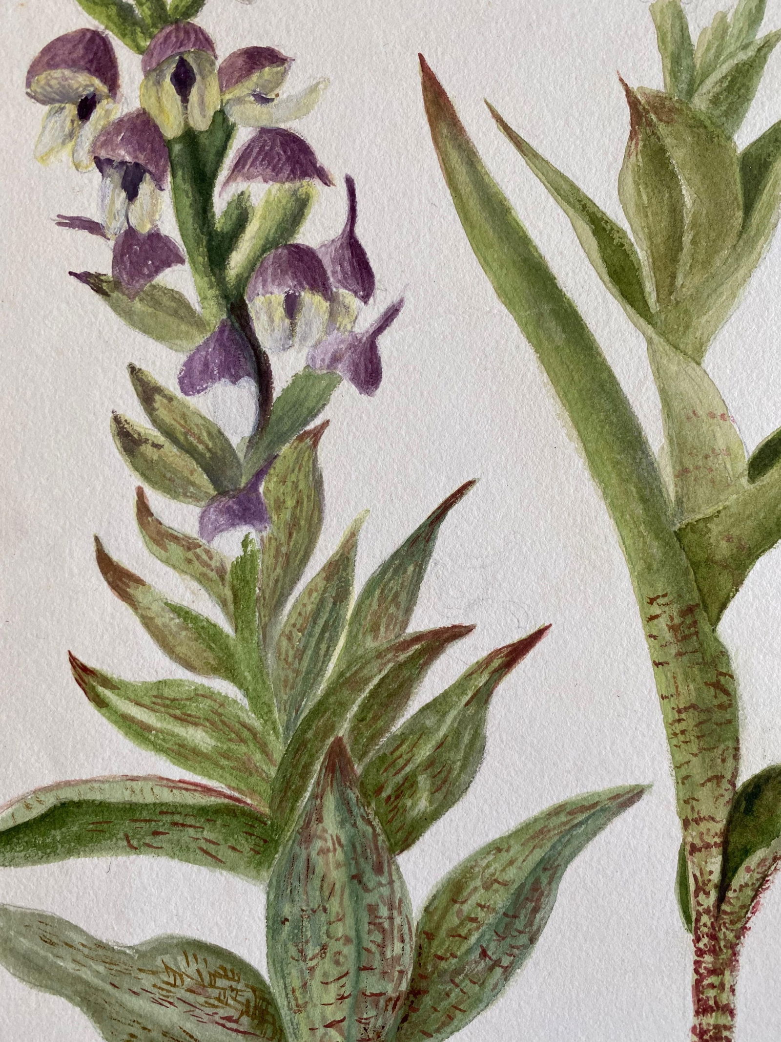 Fine Antique British Botannical Watercolour Painting, circa 1900's, circa 1900s - 8