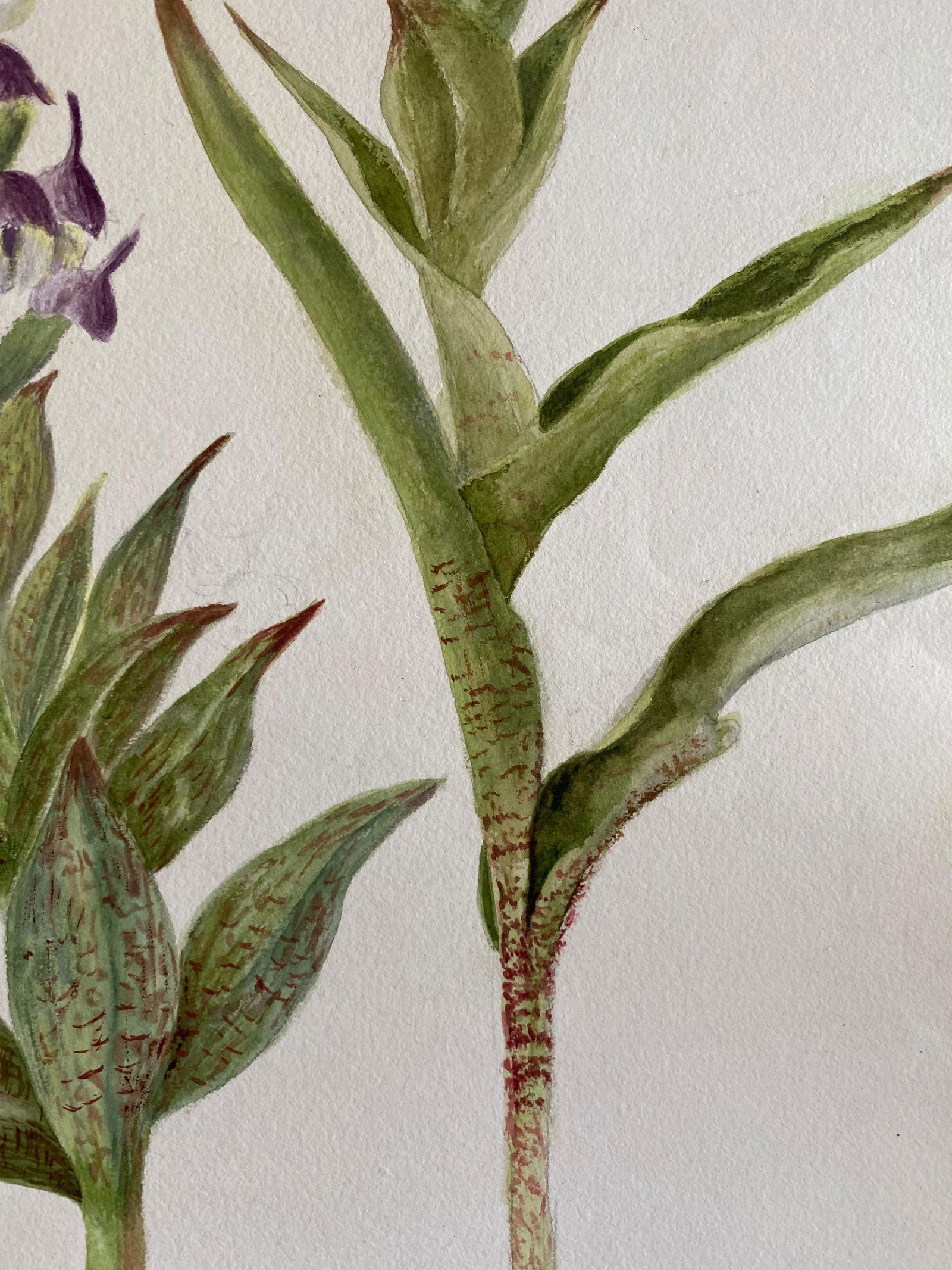 Fine Antique British Botannical Watercolour Painting, circa 1900's, circa 1900s - 9