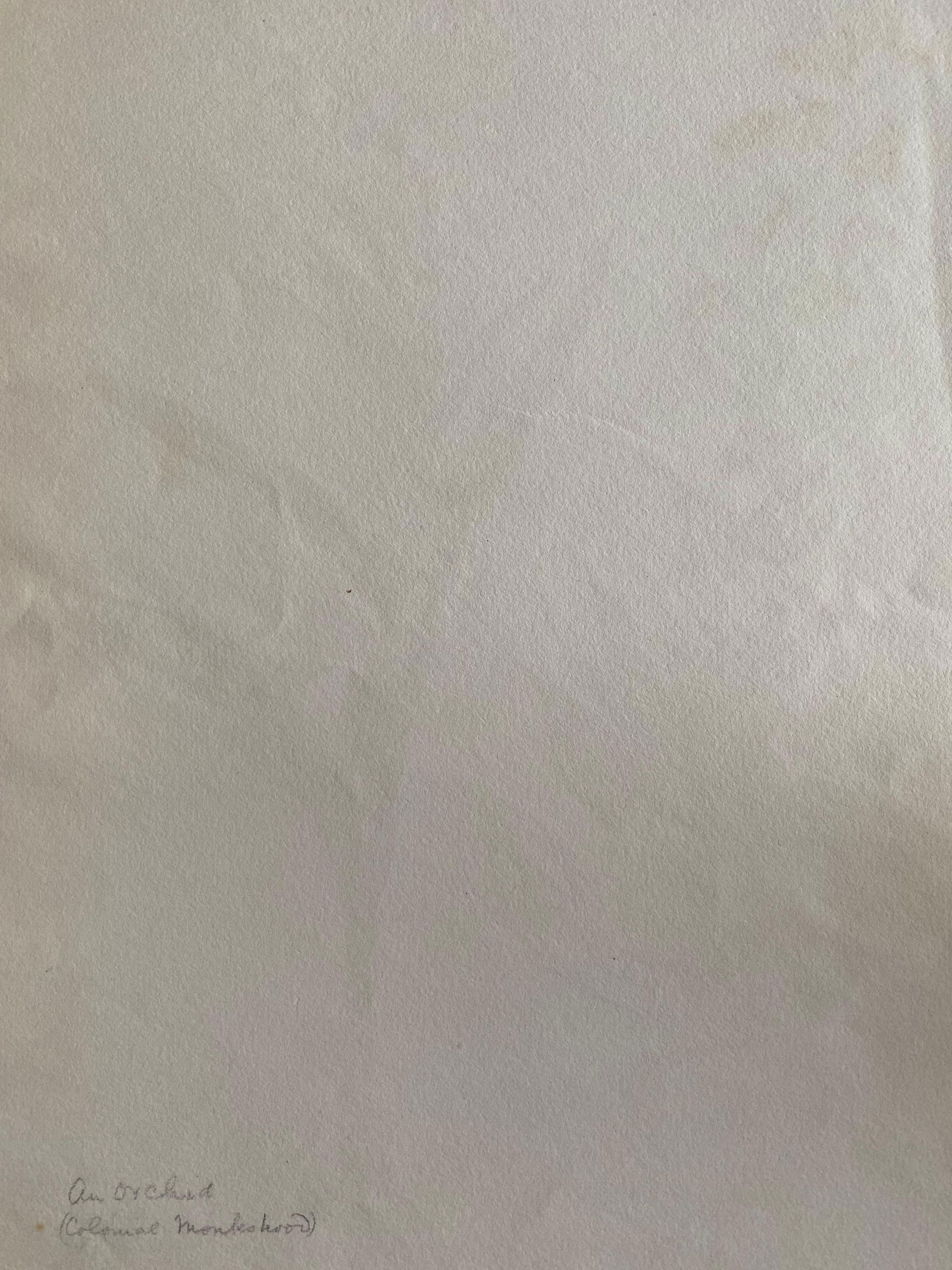 Fine Antique British Botannical Watercolour Painting, circa 1900's, circa 1900s - 11