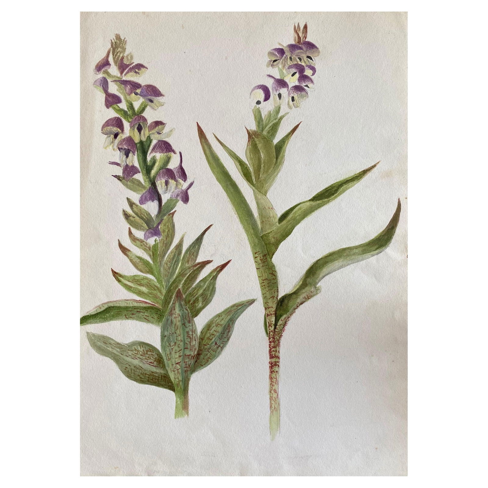 Fine Antique British Botannical Watercolour Painting, circa 1900's, circa 1900s (1 of 14)