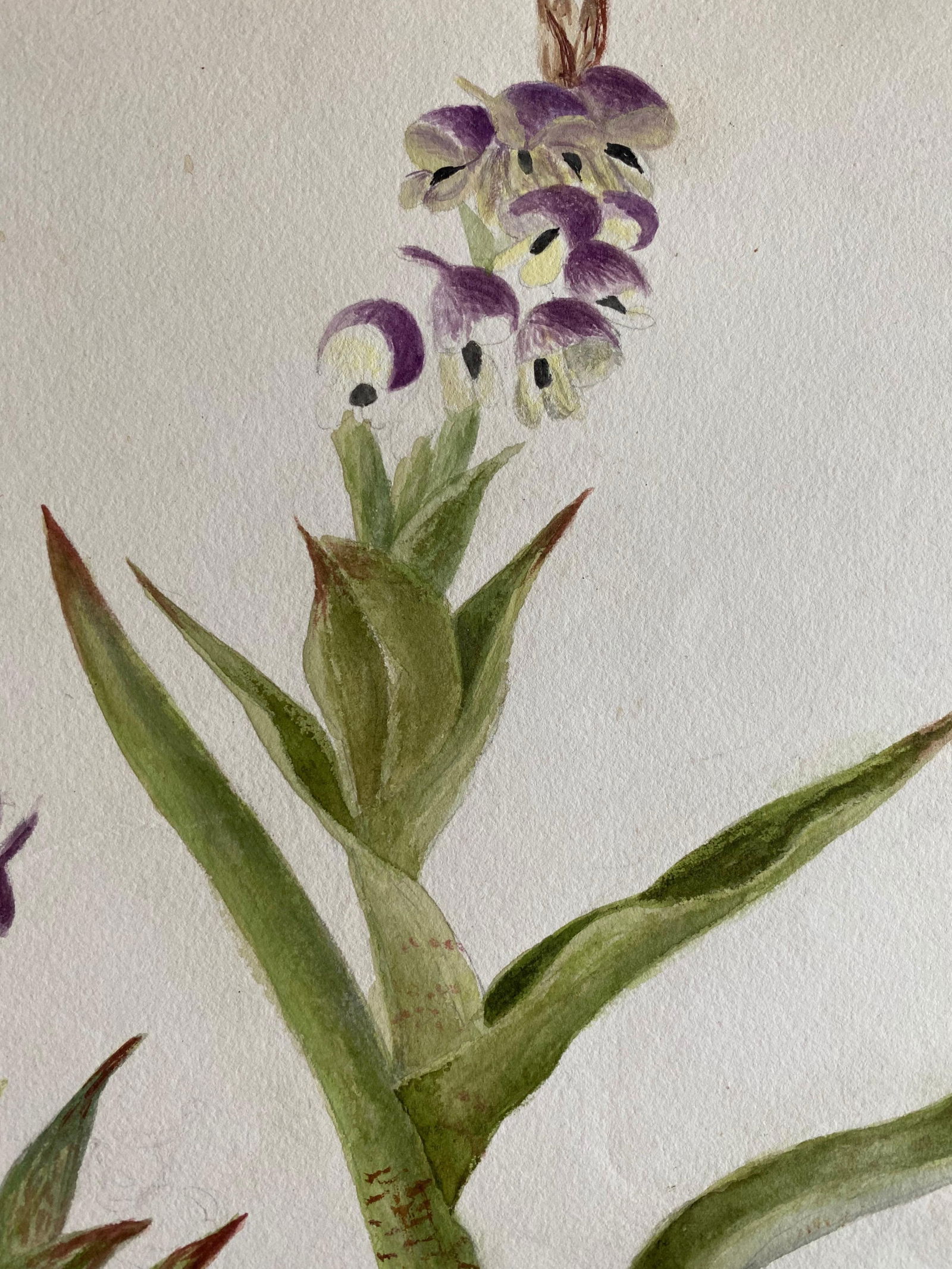 Fine Antique British Botannical Watercolour Painting, circa 1900's, circa 1900s - 14