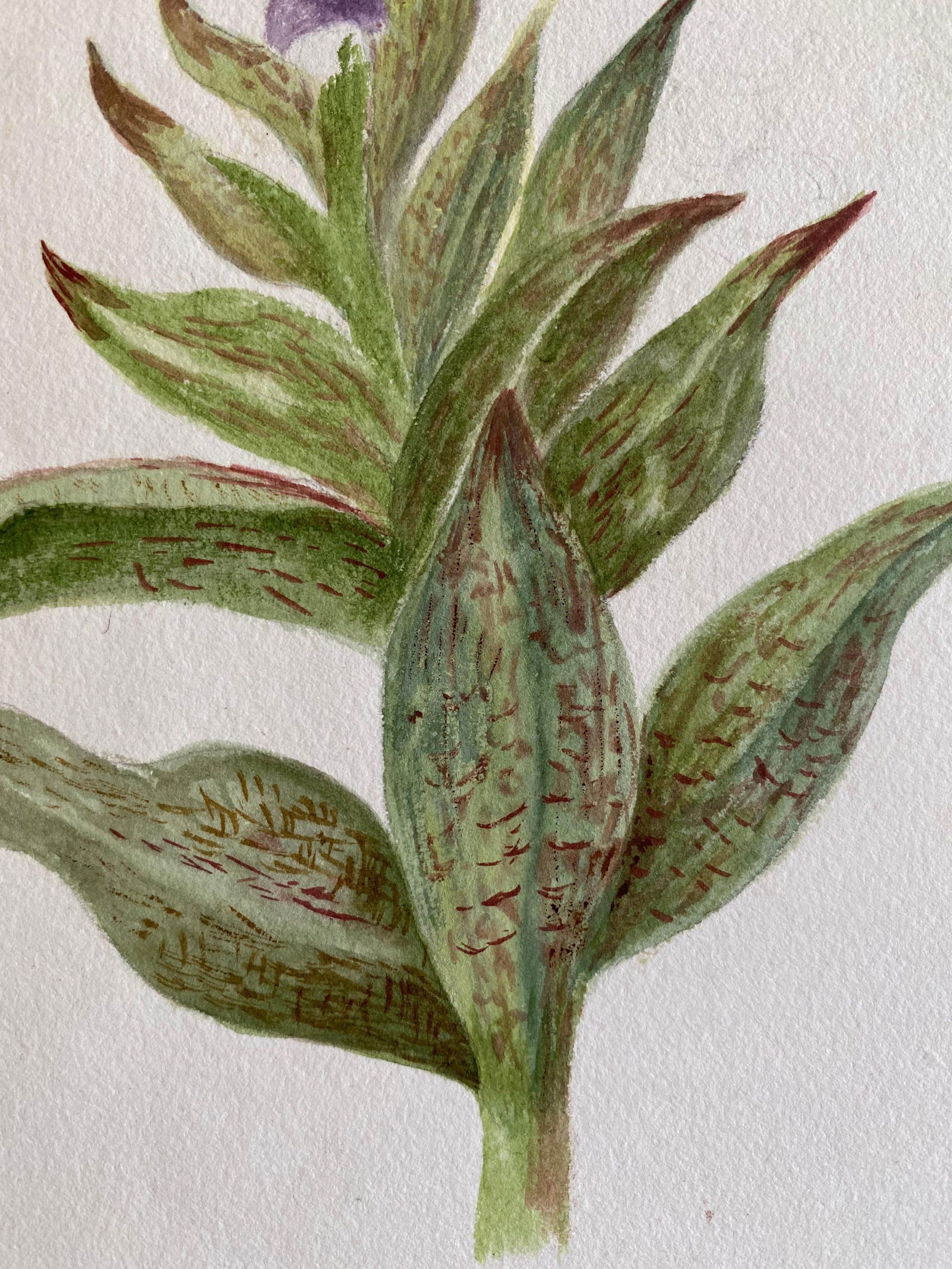 Fine Antique British Botannical Watercolour Painting, circa 1900's, circa 1900s - 2