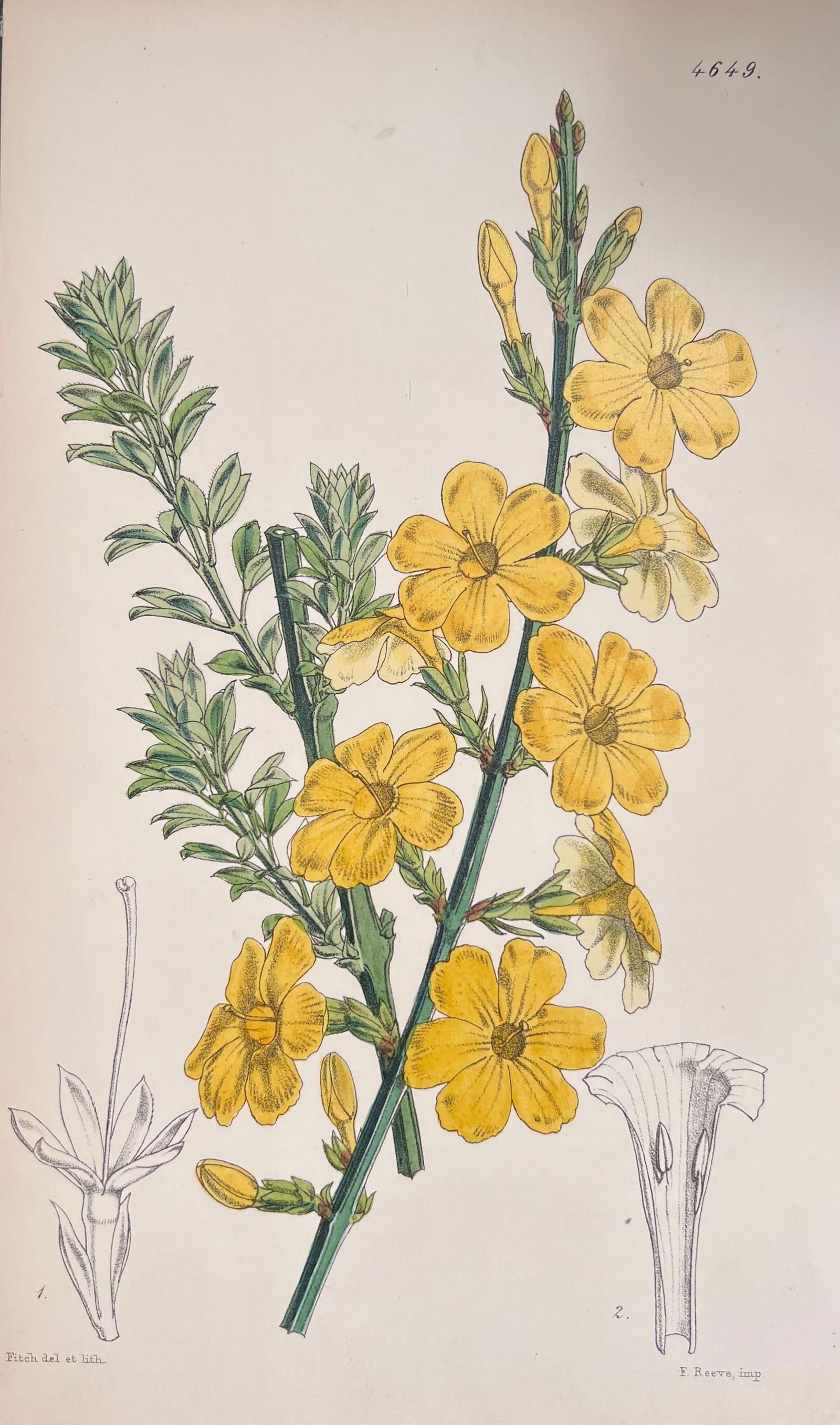 Set of Six Fine Antique British Hand Coloured Botanical Prints, circa 1900's, Early Mid 19th Century - 15