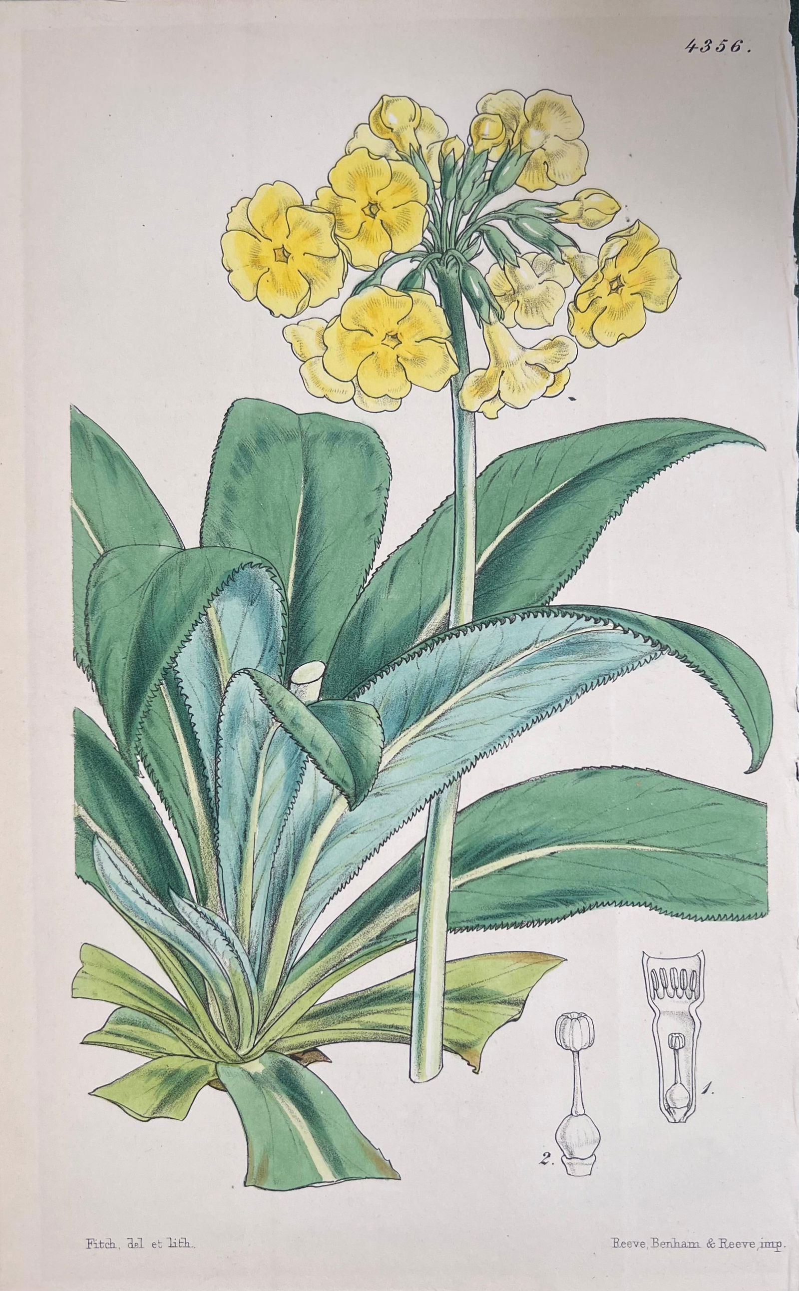 Set of Six Fine Antique British Hand Coloured Botanical Prints, circa 1900's, Early Mid 19th Century - 16