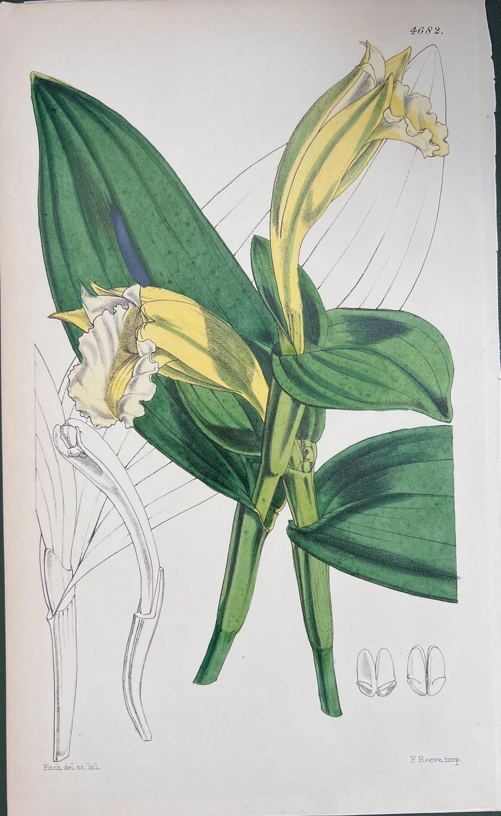 Set of Six Fine Antique British Hand Coloured Botanical Prints, circa 1900's, Early Mid 19th Century - 17