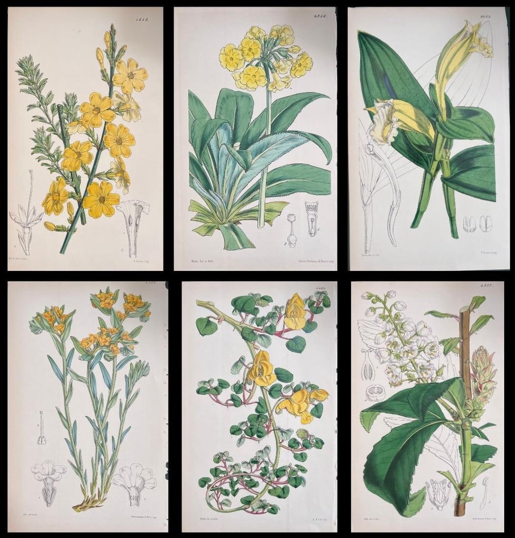 Set of Six Fine Antique British Hand Coloured Botanical Prints, circa 1900's, Early Mid 19th Century (1 of 19)