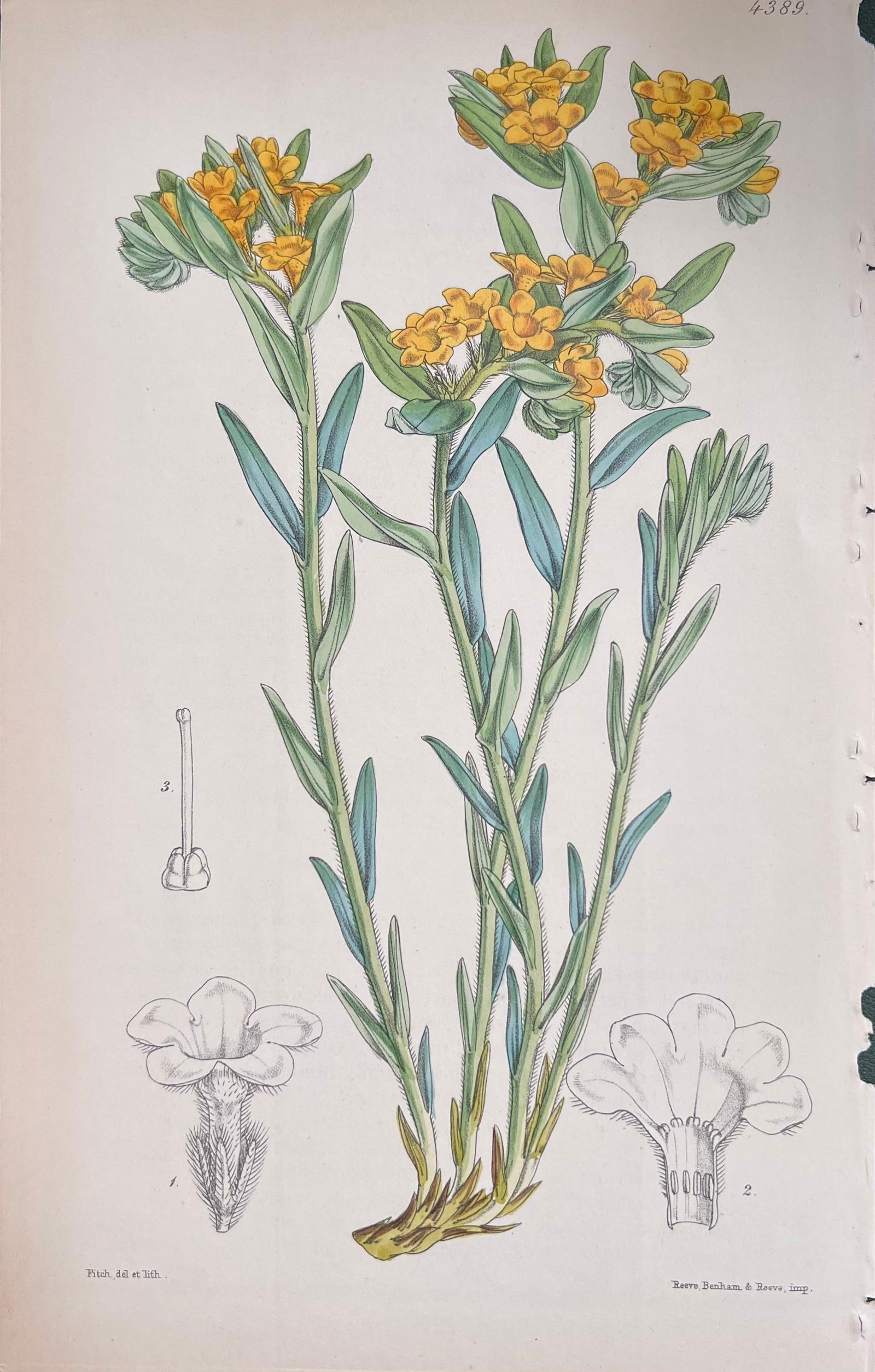 Set of Six Fine Antique British Hand Coloured Botanical Prints, circa 1900's, Early Mid 19th Century - 4