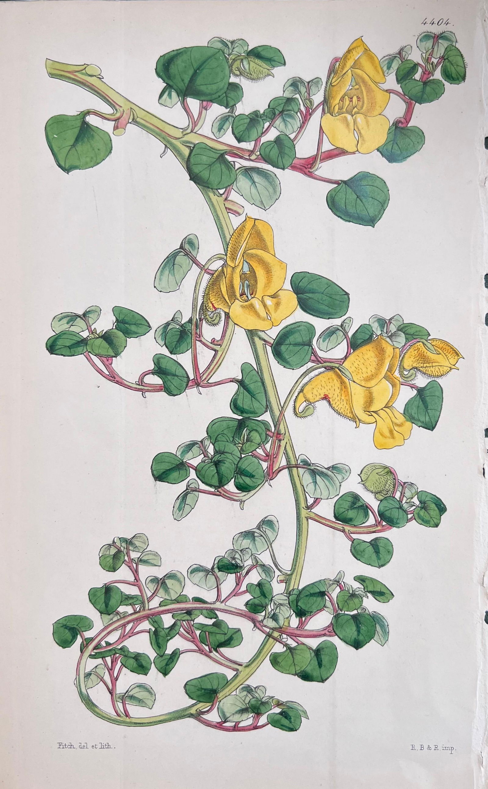 Set of Six Fine Antique British Hand Coloured Botanical Prints, circa 1900's, Early Mid 19th Century - 5