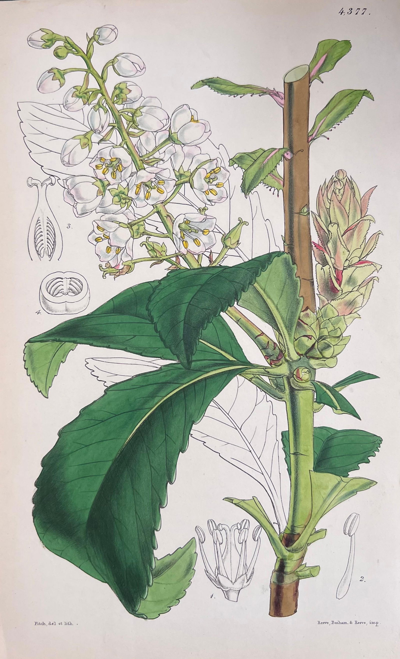 Set of Six Fine Antique British Hand Coloured Botanical Prints, circa 1900's, Early Mid 19th Century - 6