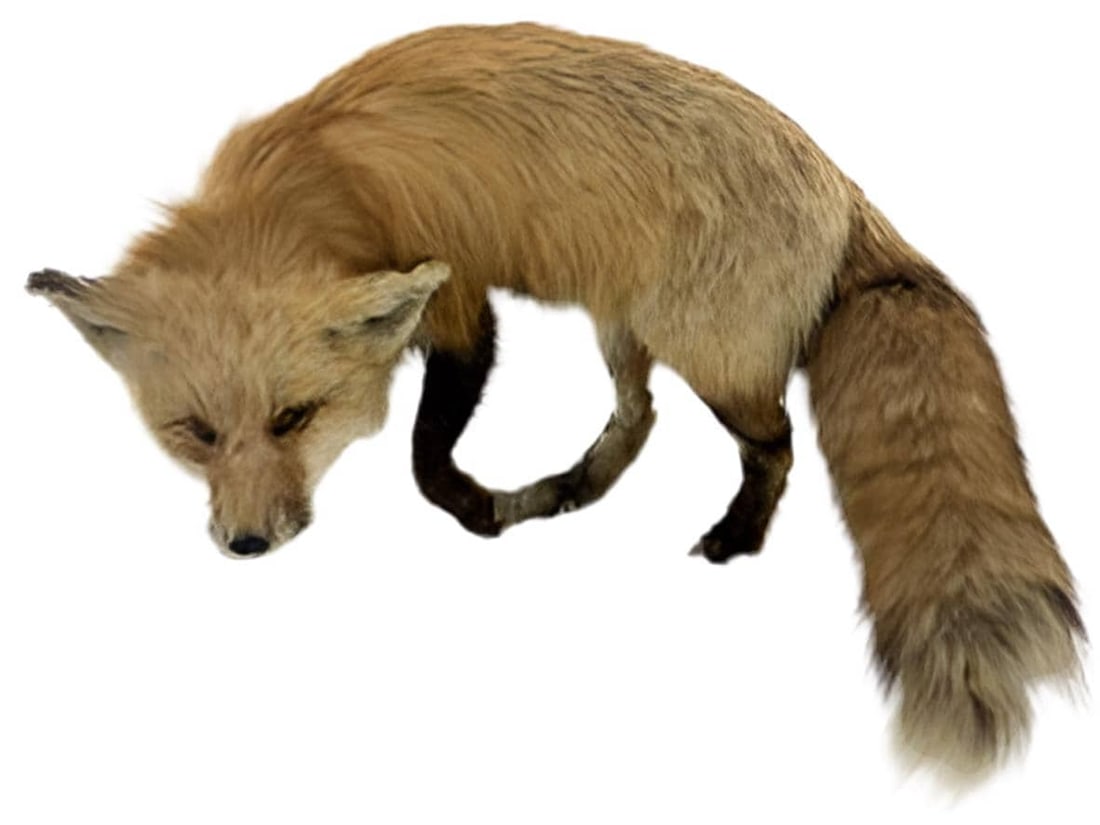 Antique Full Red Fox Taxidermy (1 of 6)