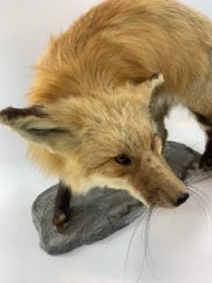 Antique Full Red Fox Taxidermy - 2