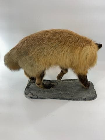 Antique Full Red Fox Taxidermy - 3