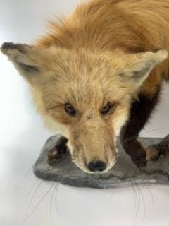 Antique Full Red Fox Taxidermy - 5