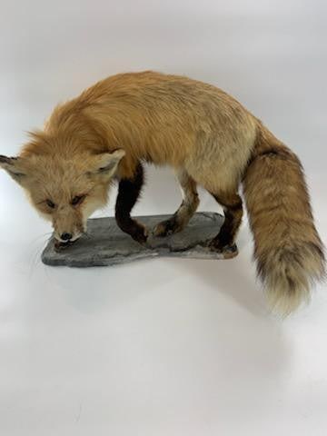 Antique Full Red Fox Taxidermy - 6